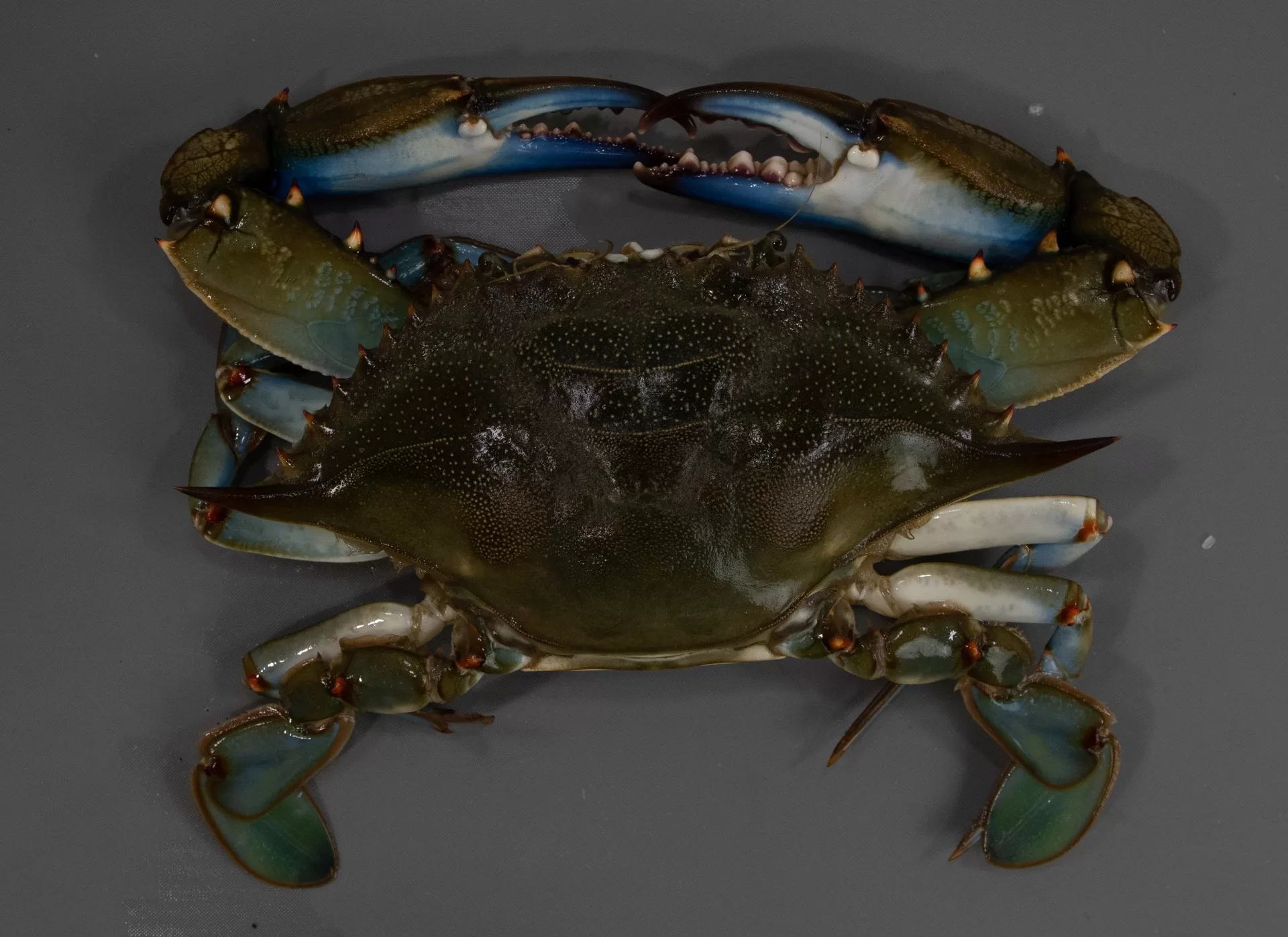 Crab Blue