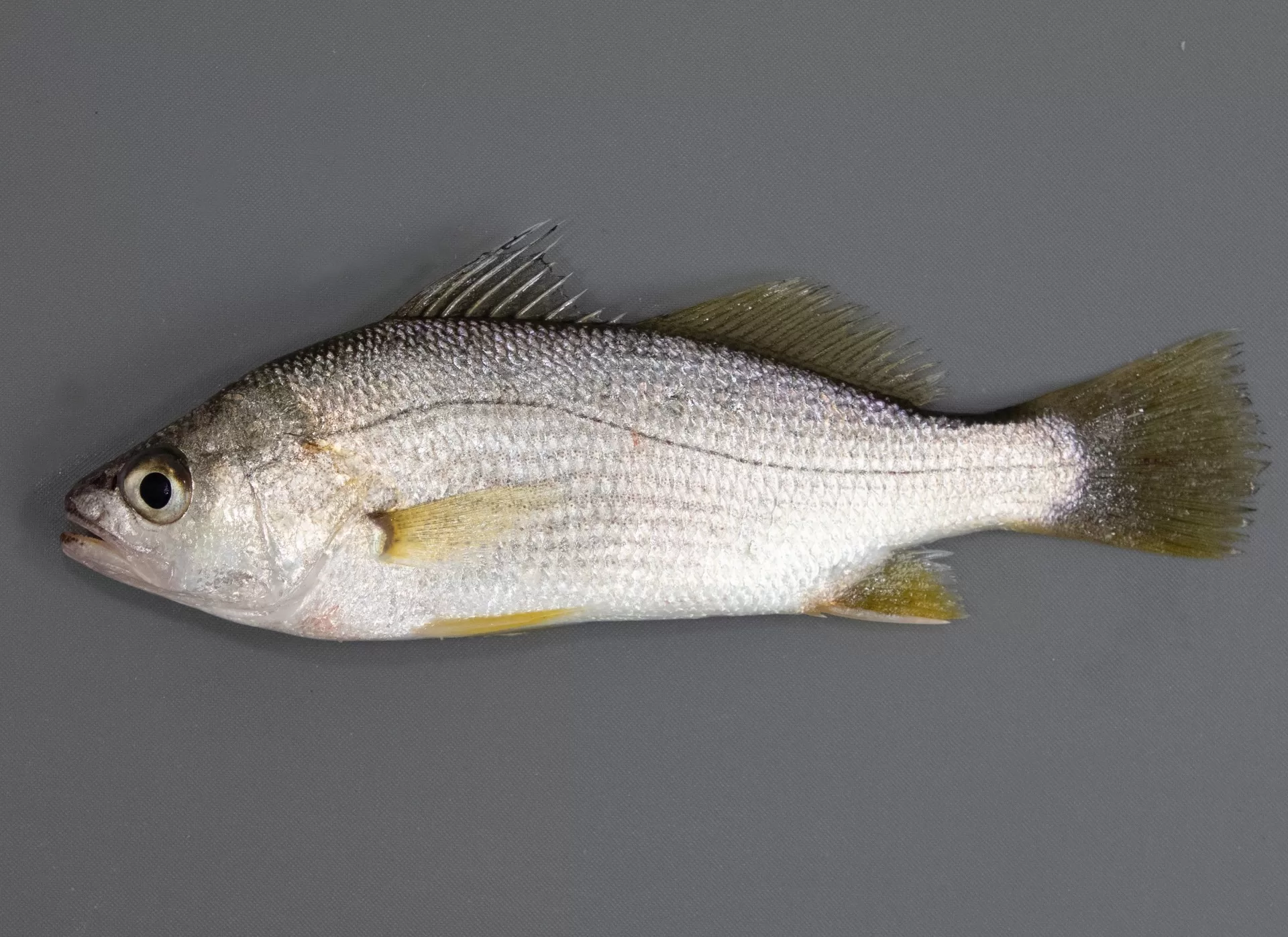 PerchSilver