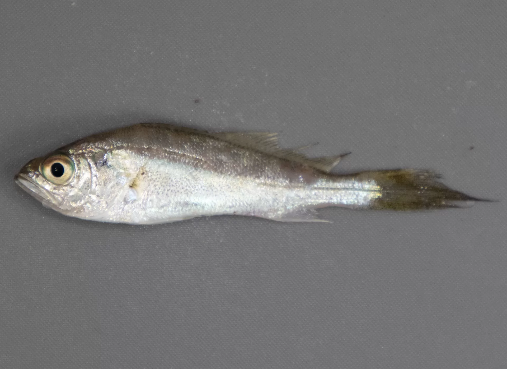 042_Weakfish_Juv