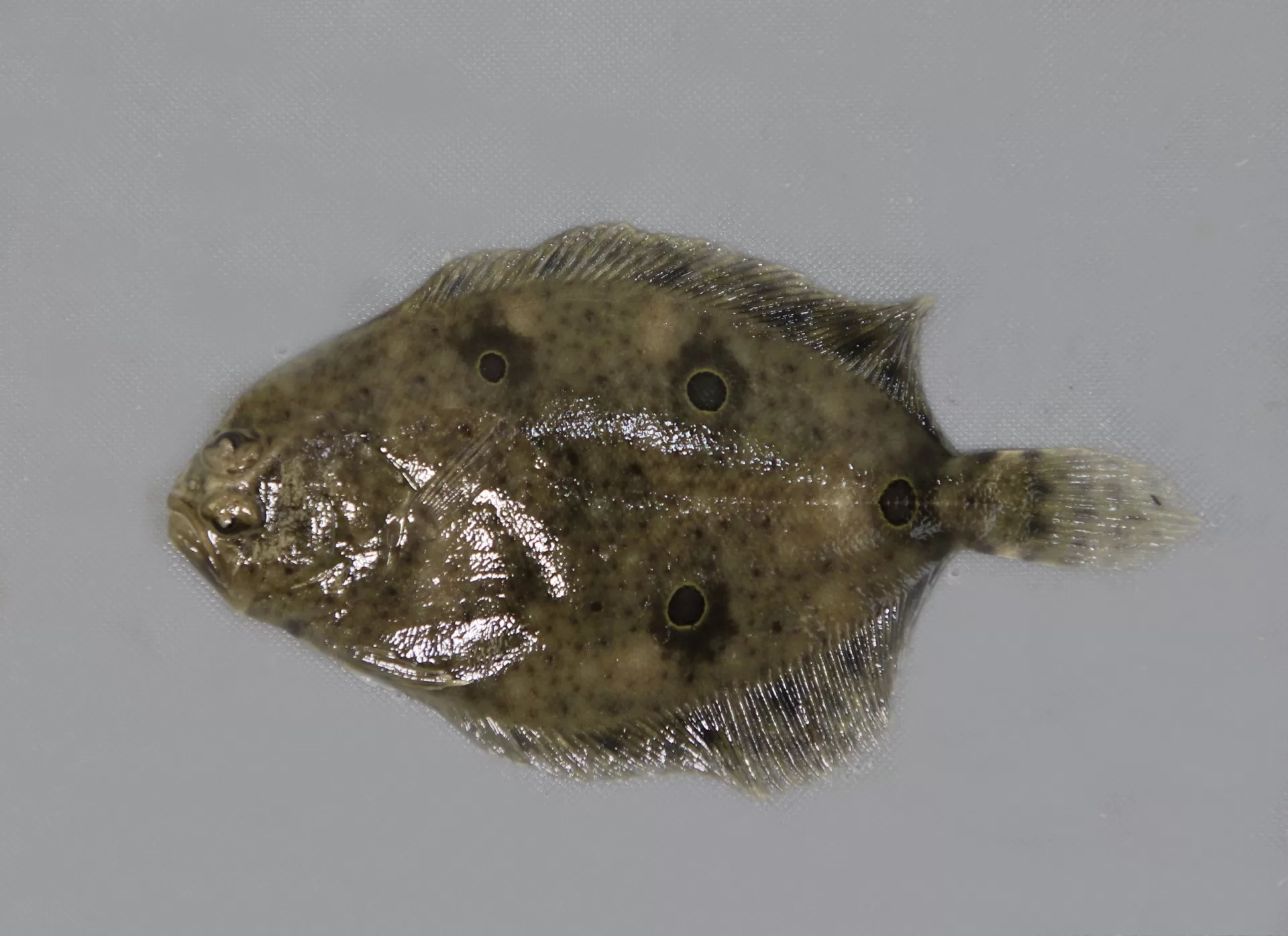 Ocellated Flounder
