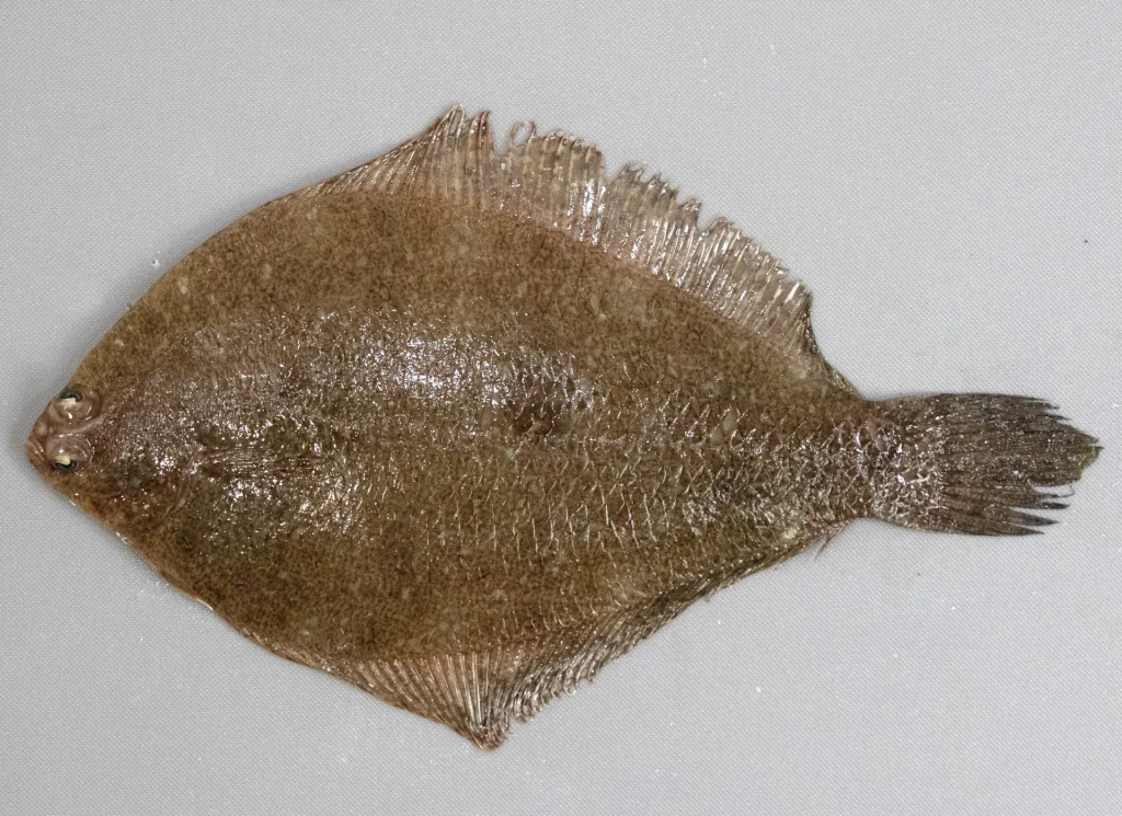 Fringed Flounder