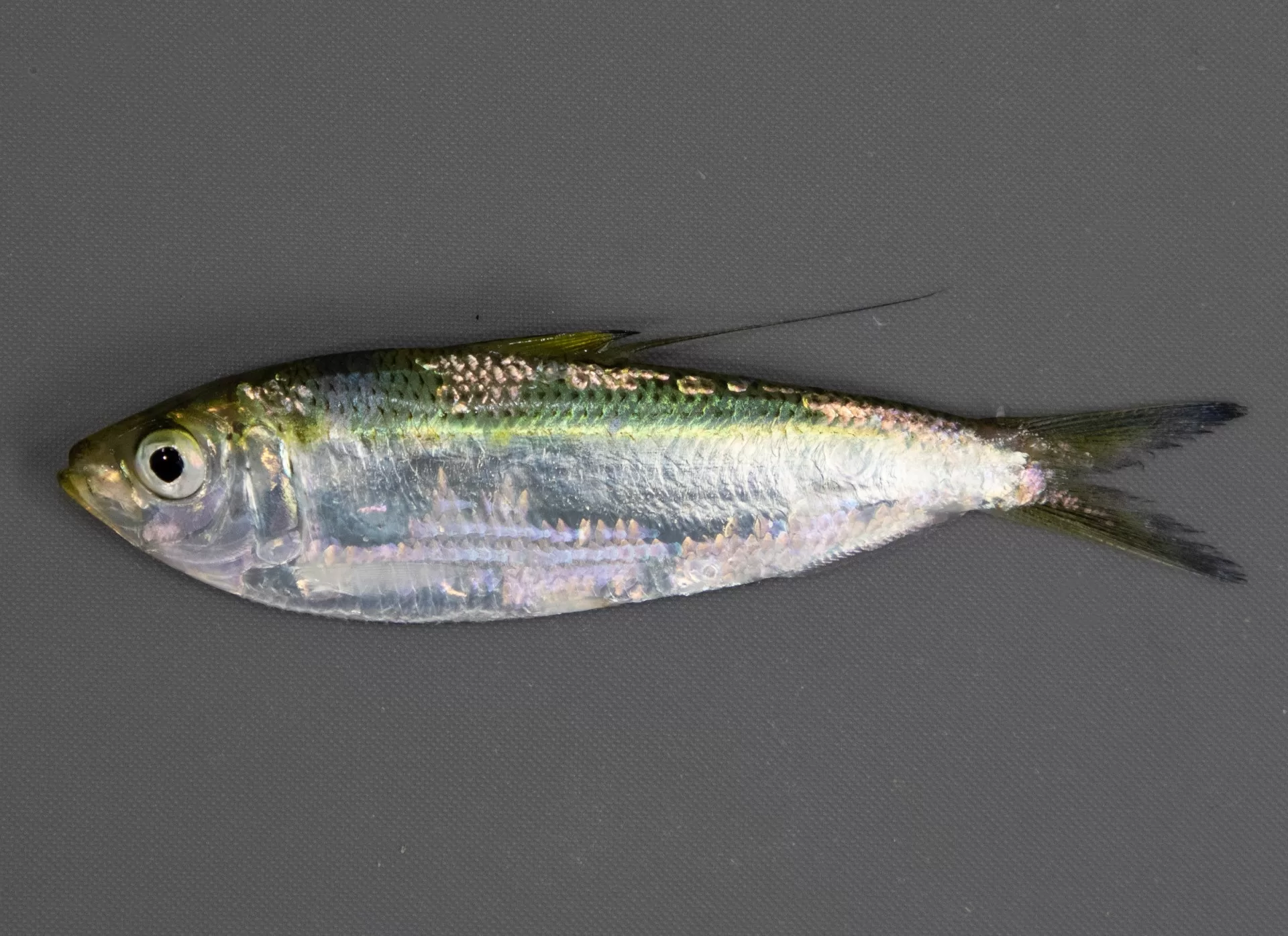Atlantic Thread Herring