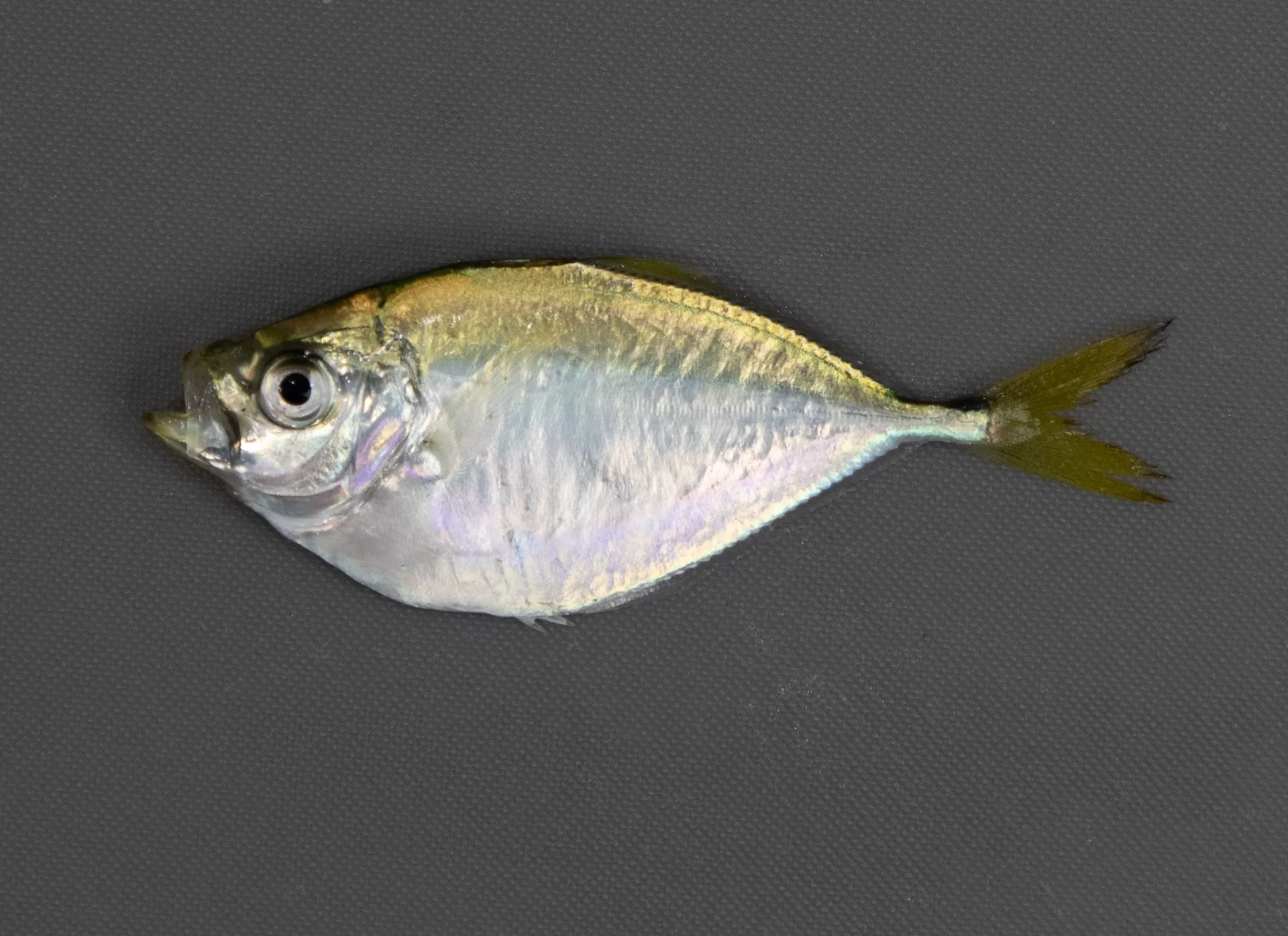 Bumper Atlantic