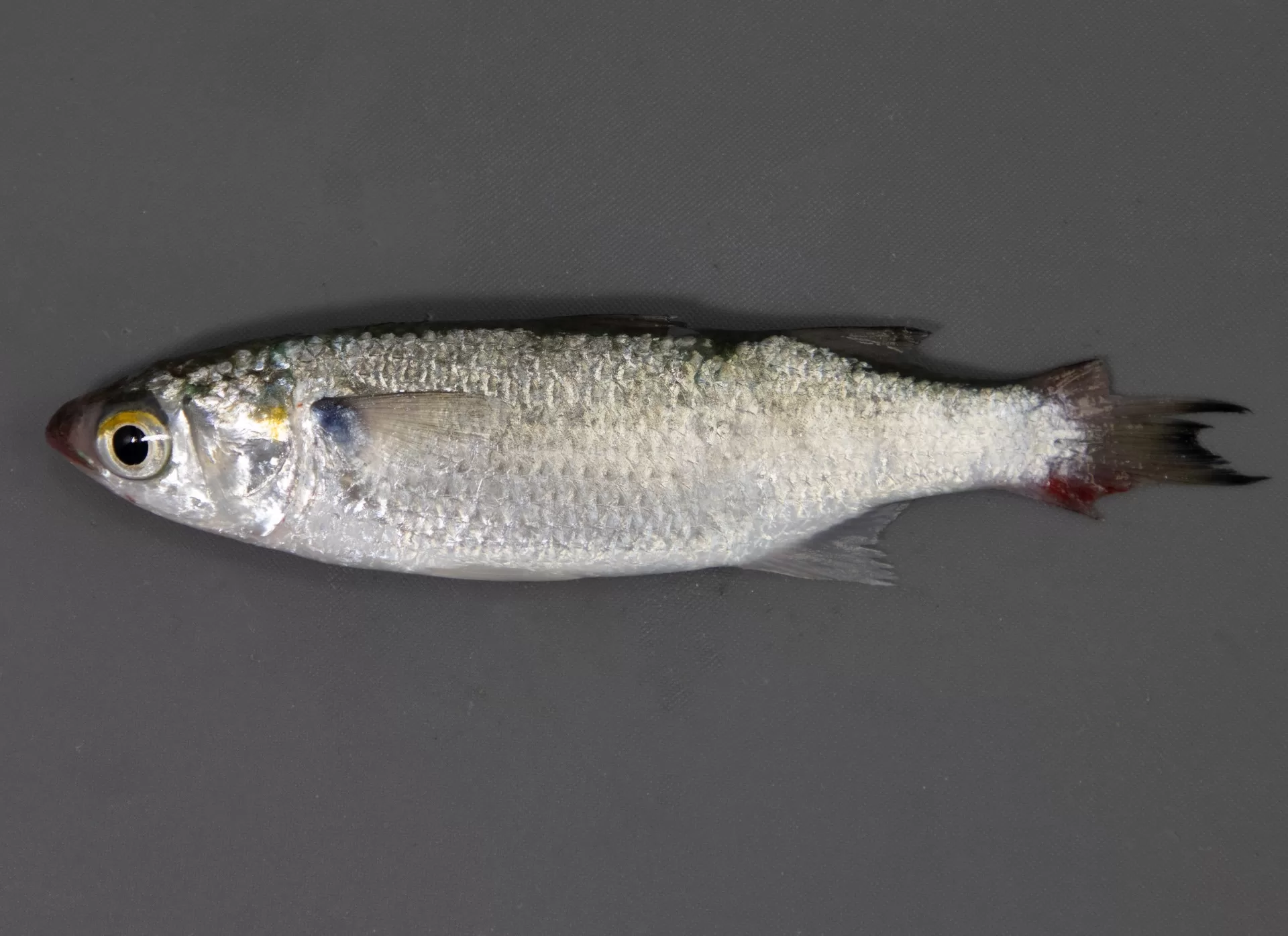 White Mullet