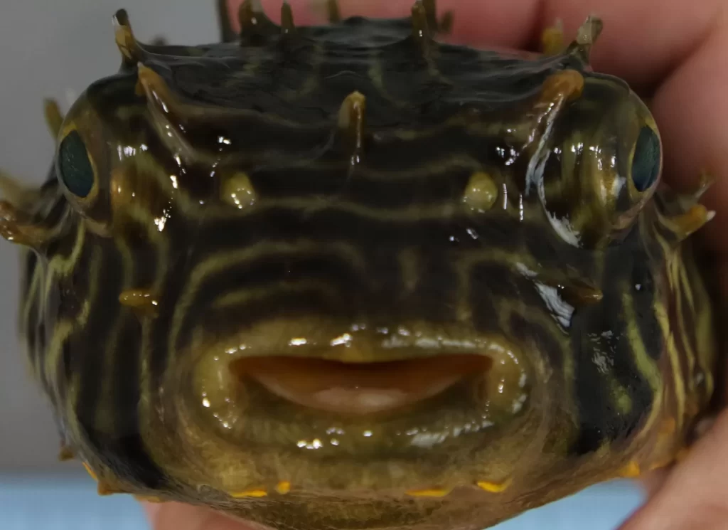 BurrfishStriped_Detail