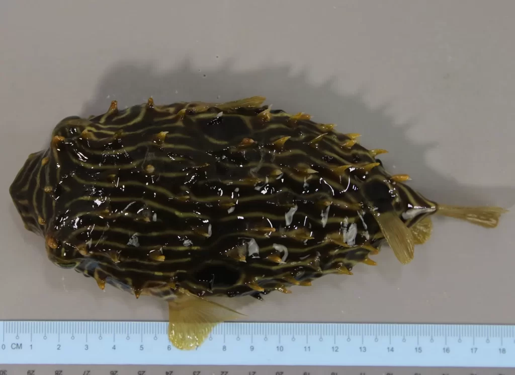 BurrfishStriped_Rule