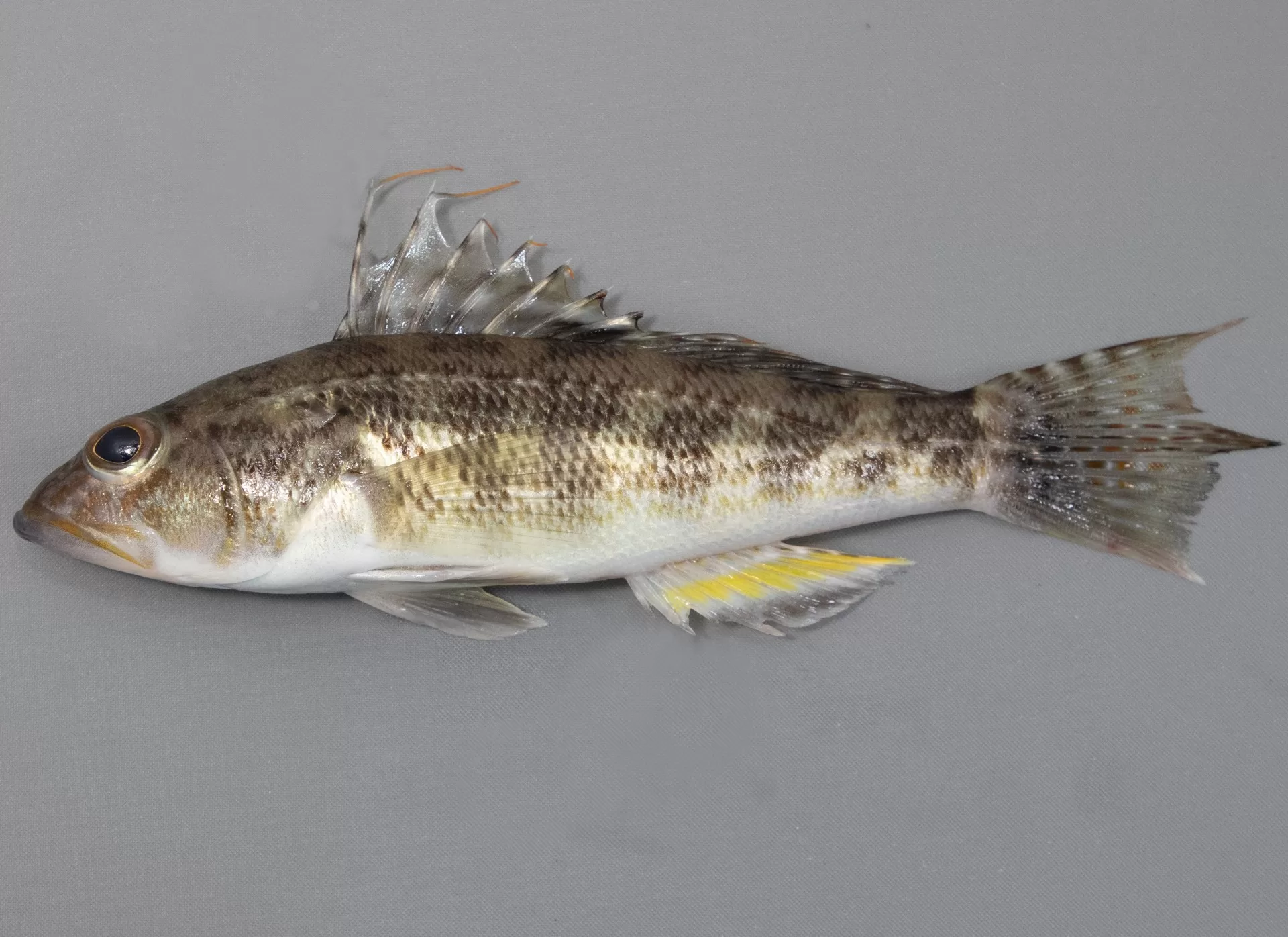 Rock Seabass