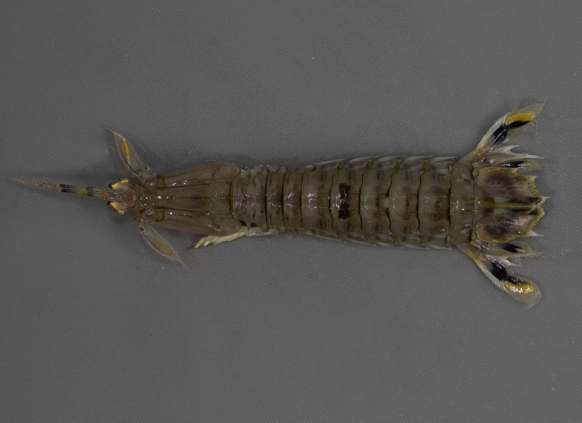 Mantis Shrimp