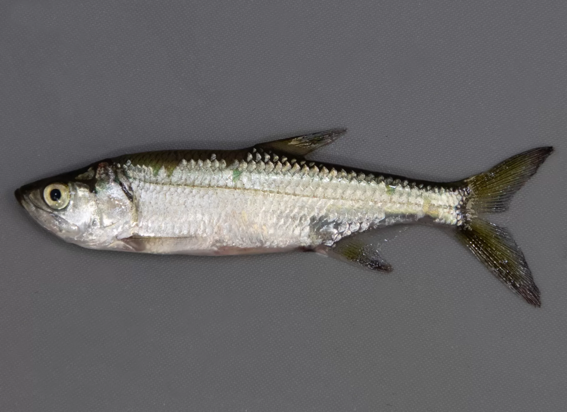 Tarpon