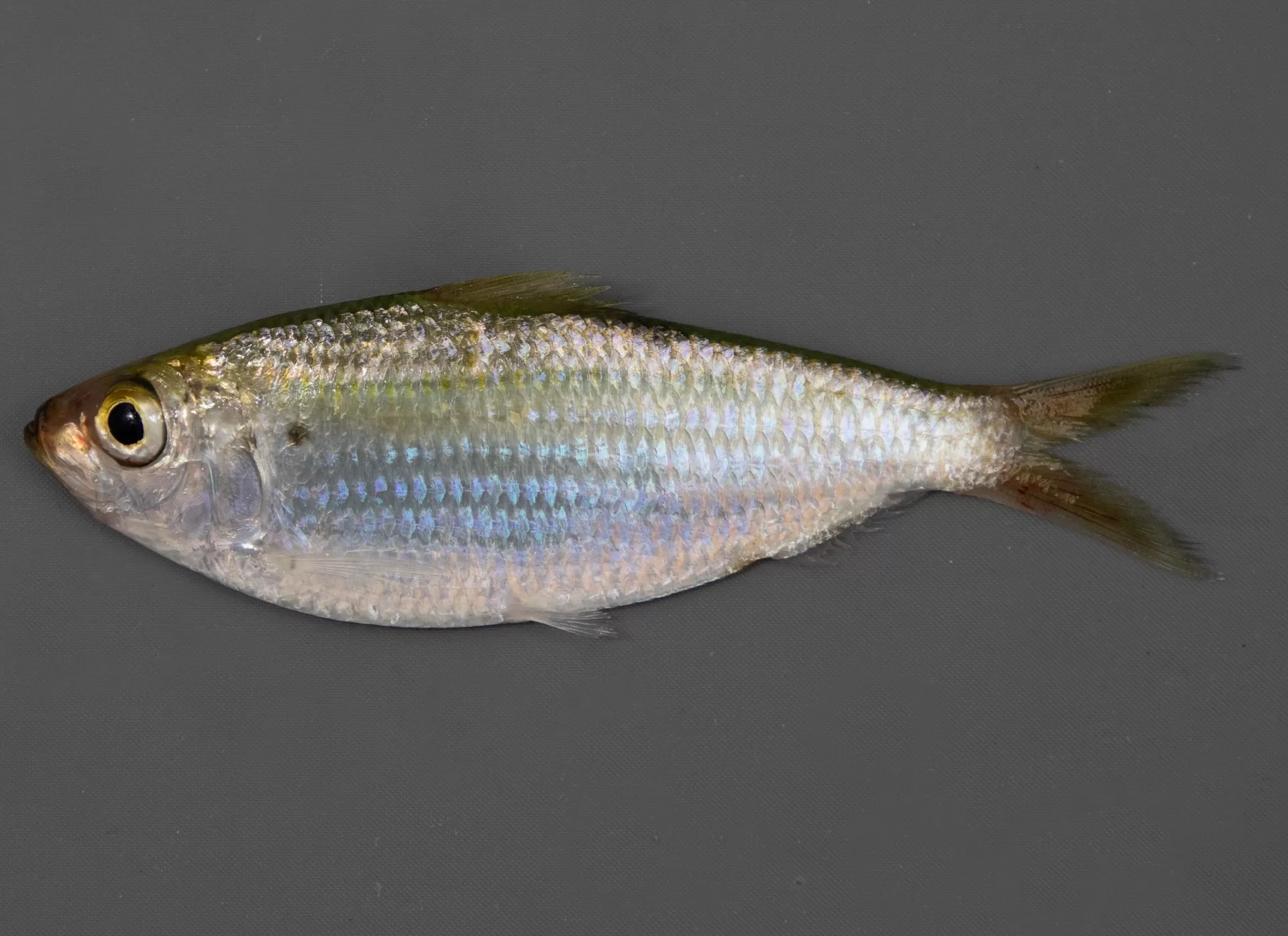 Scaled Sardine