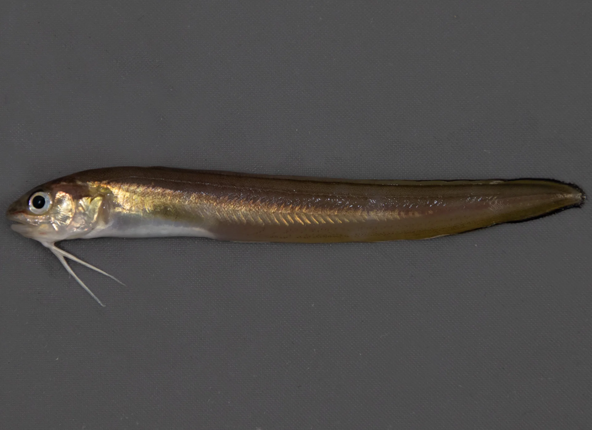 Cusk Eel Striped