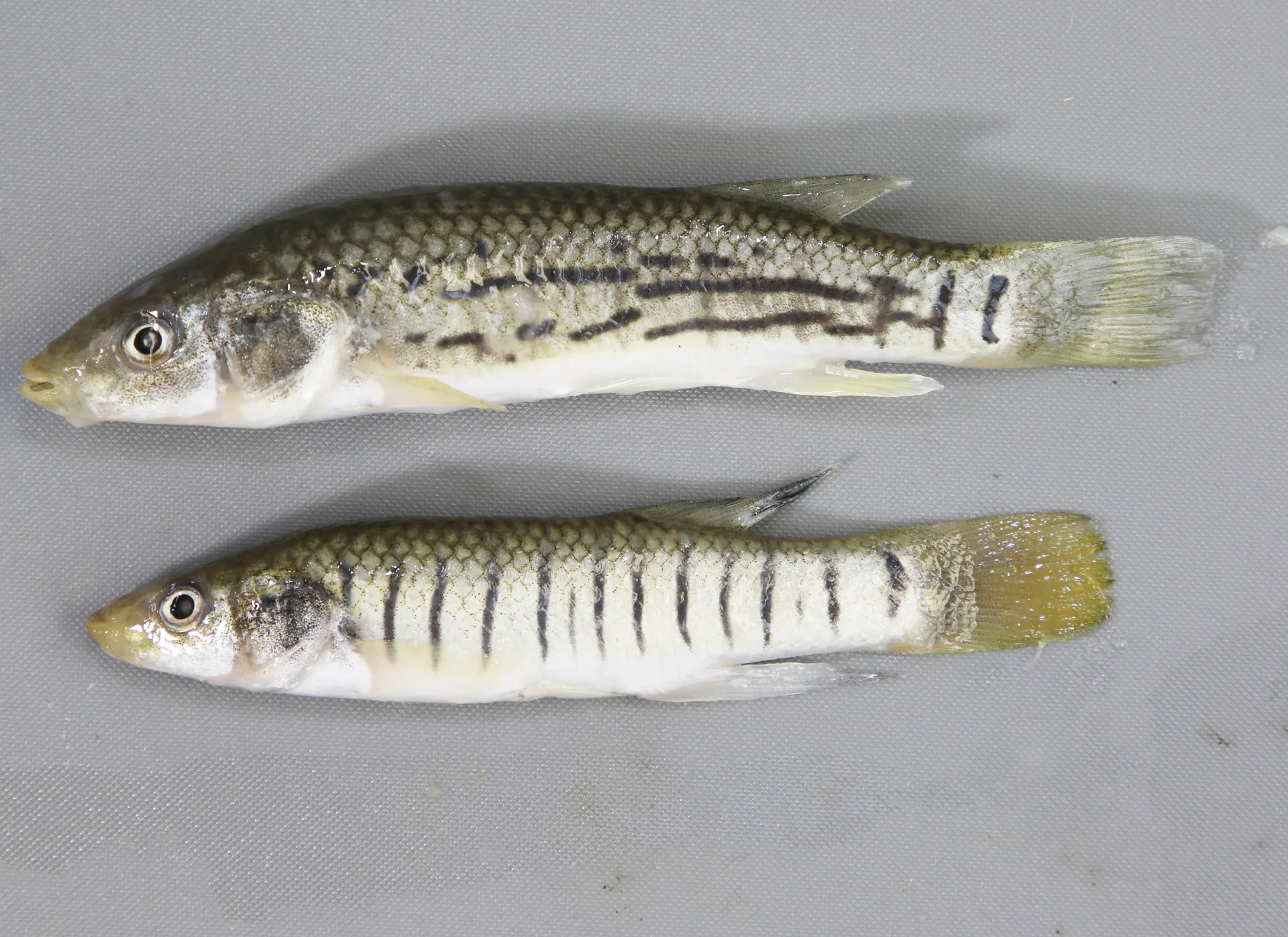 Striped Killifish