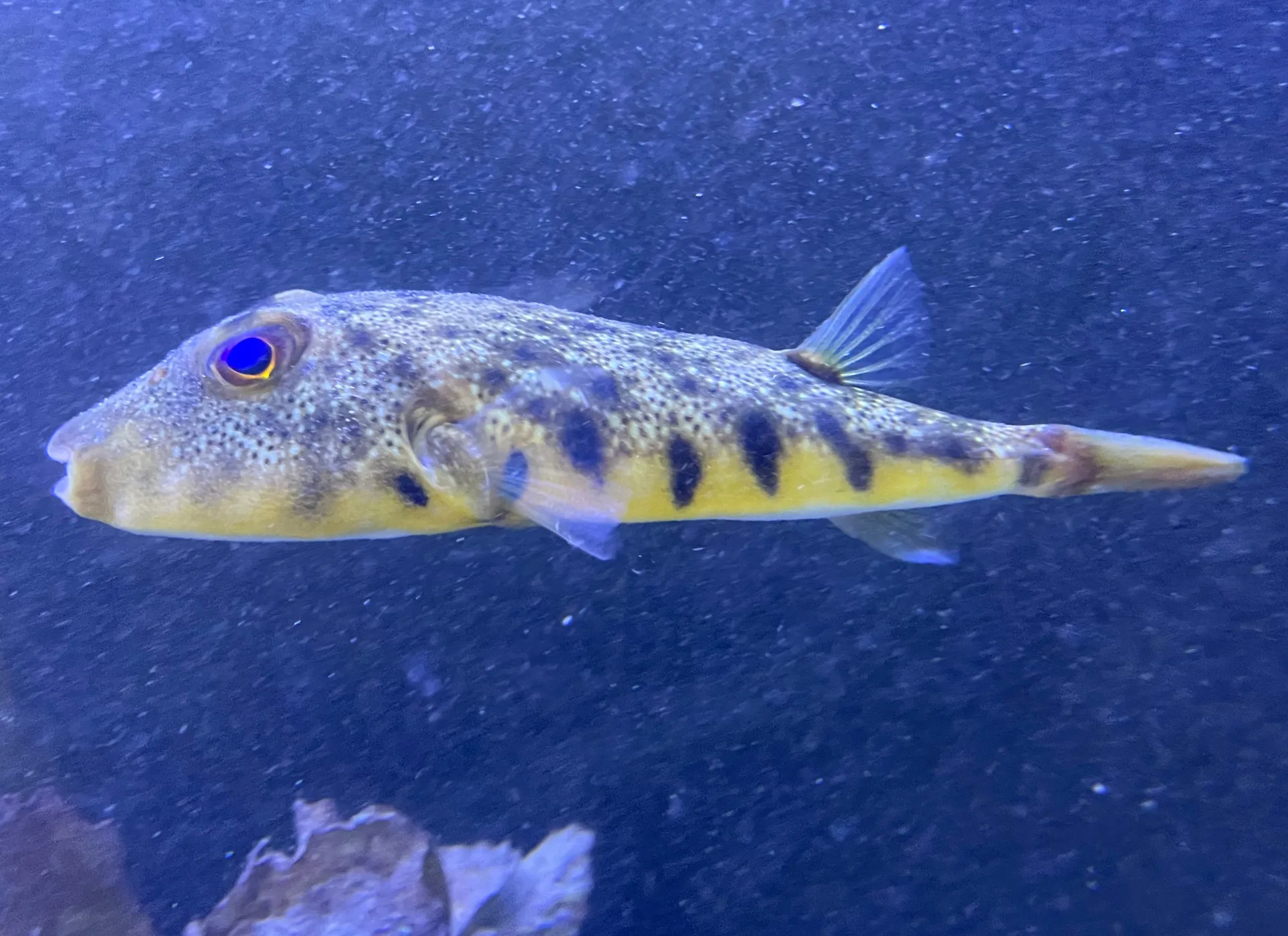 Puffer Northern
