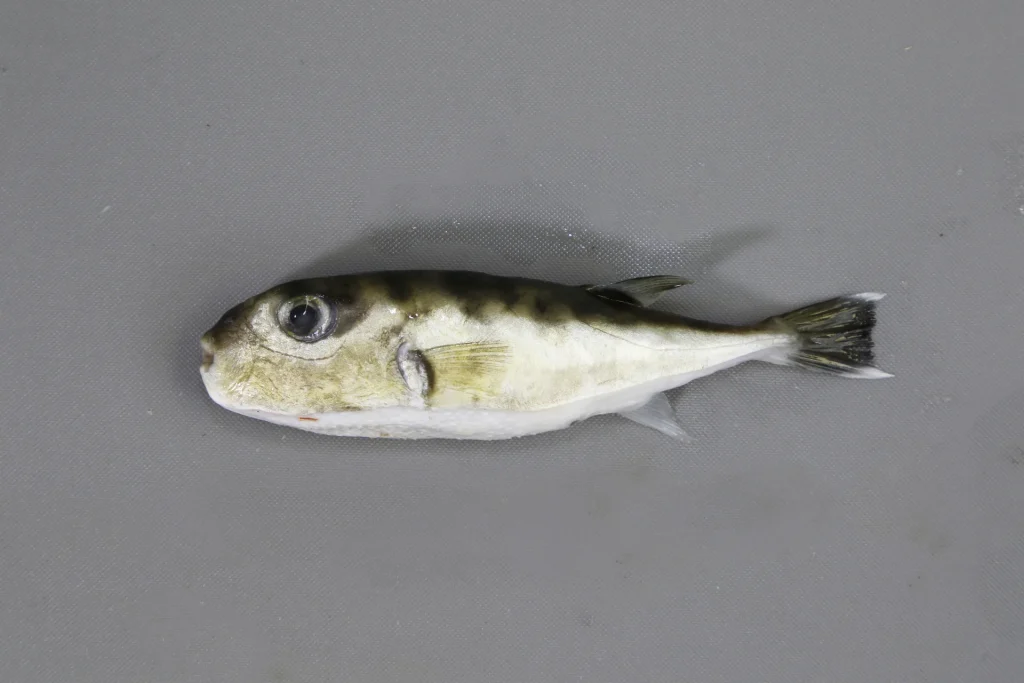 Puffer Smooth