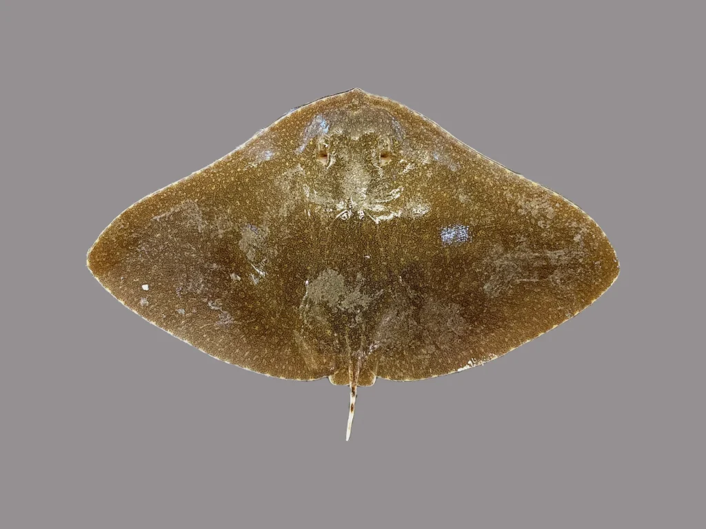 Ray Smooth Butterfly