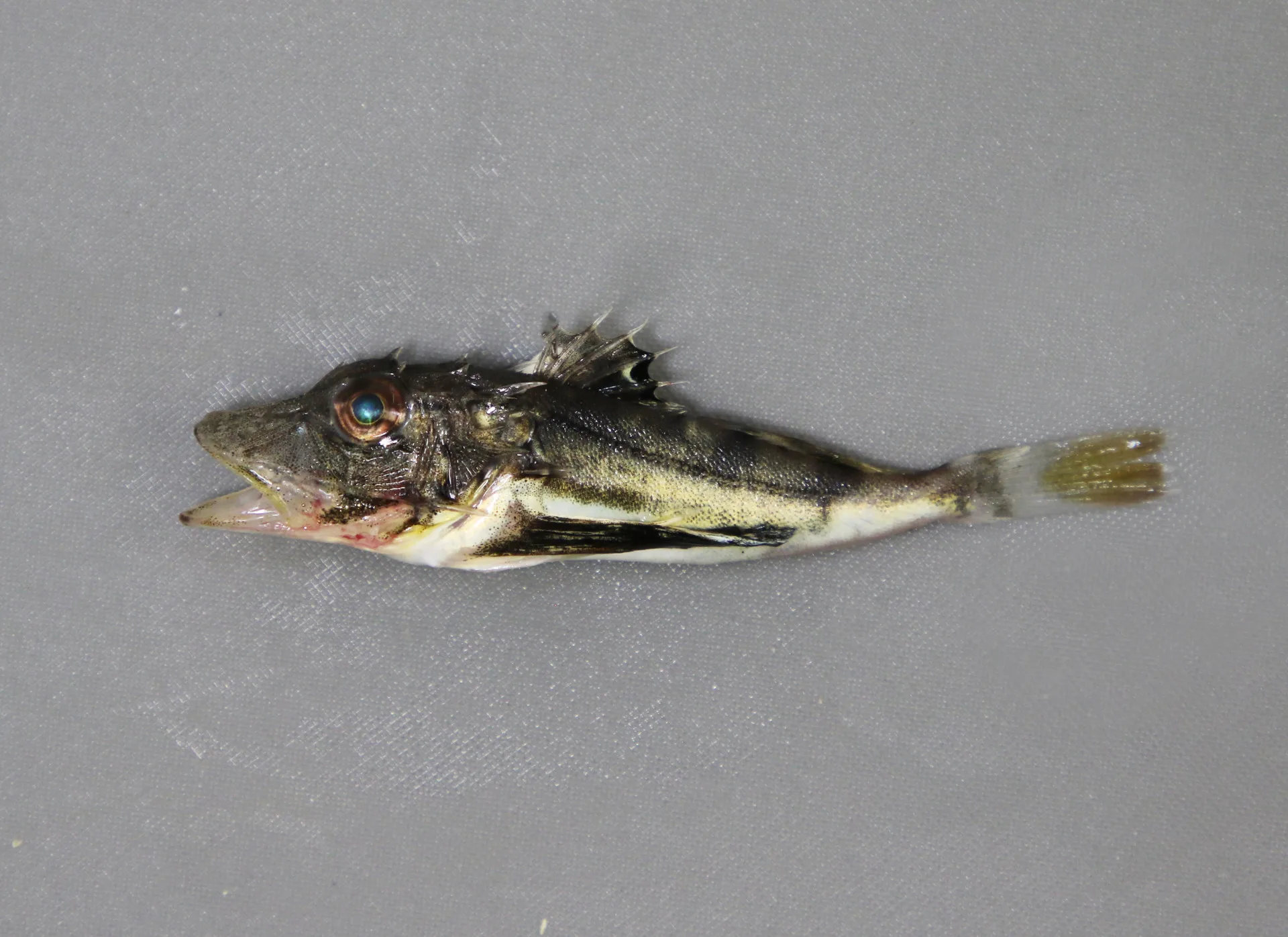 Prionotus Evolans Whats My Bait Prionotus Evolans Whats My Bait
