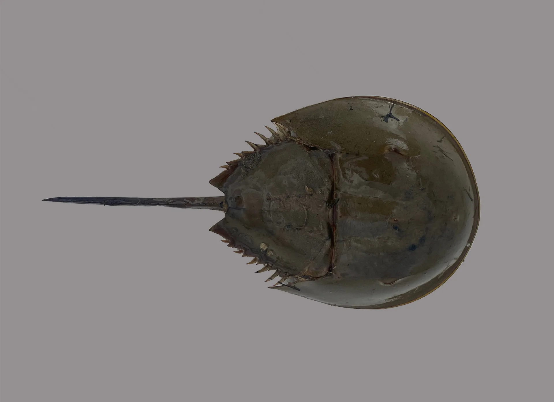 Atlantic Horseshoe Crab