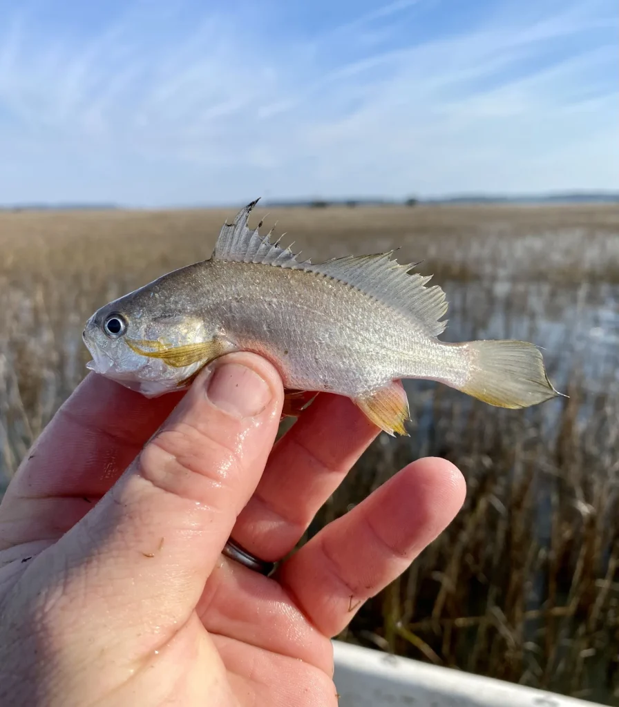 WhatsMyBait_species_examine_process_005