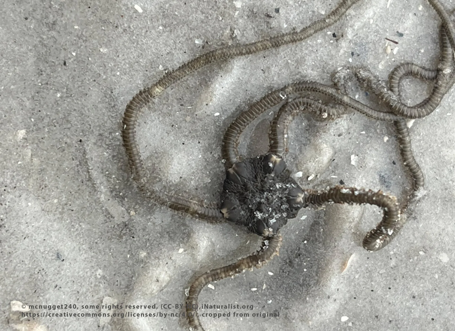 Brittle Star