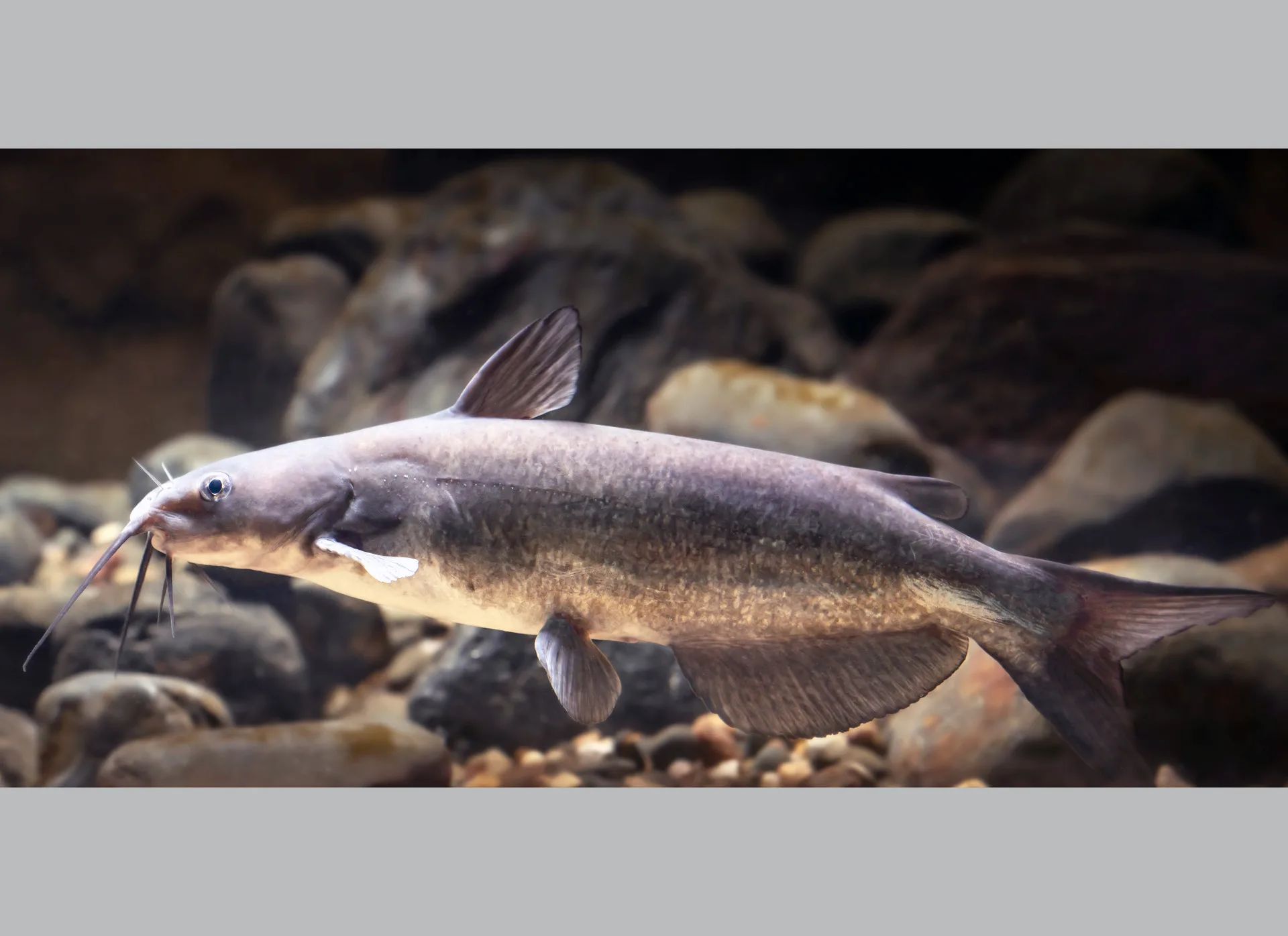 Channel Catfish