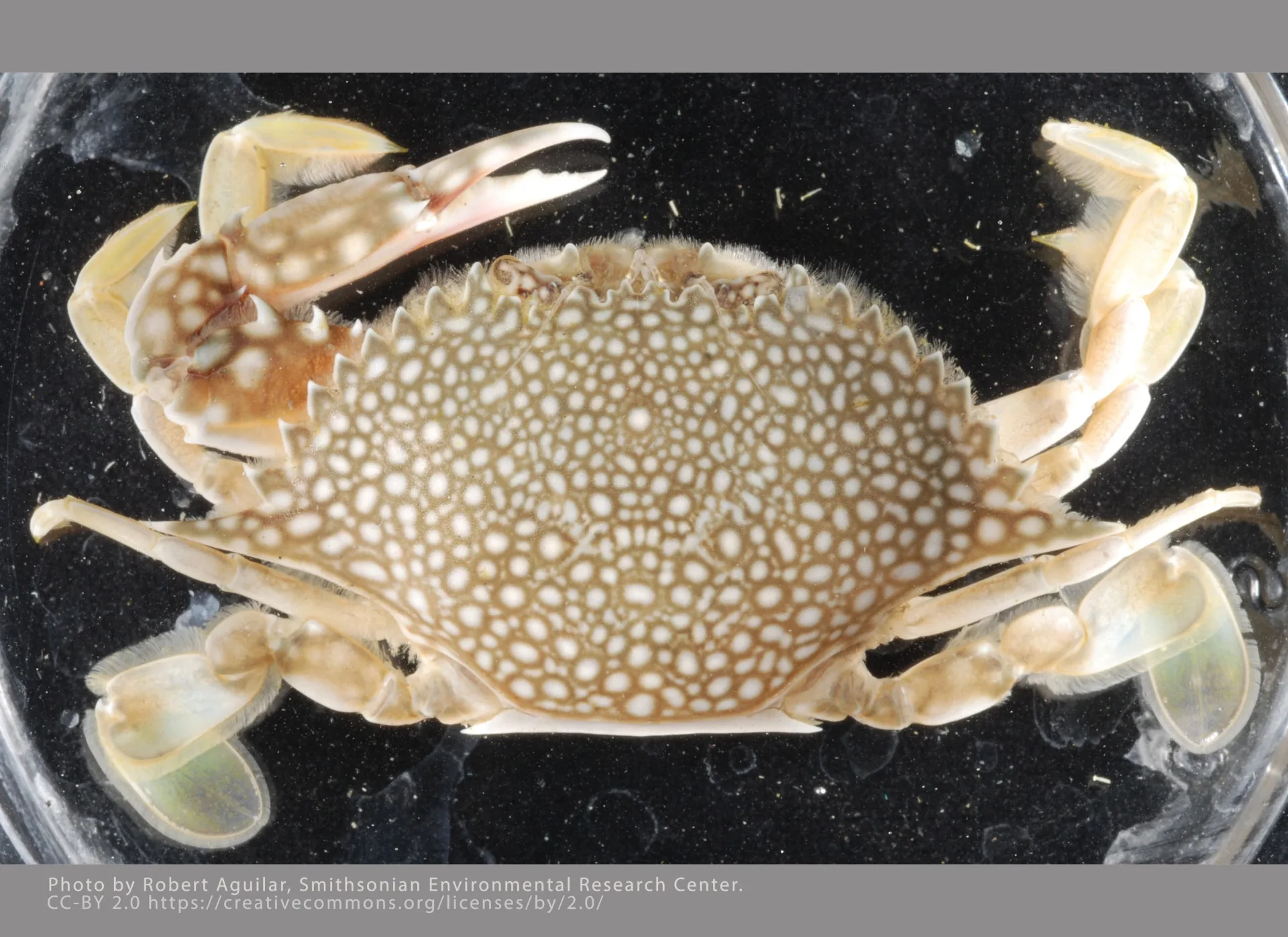 Speckled Crab