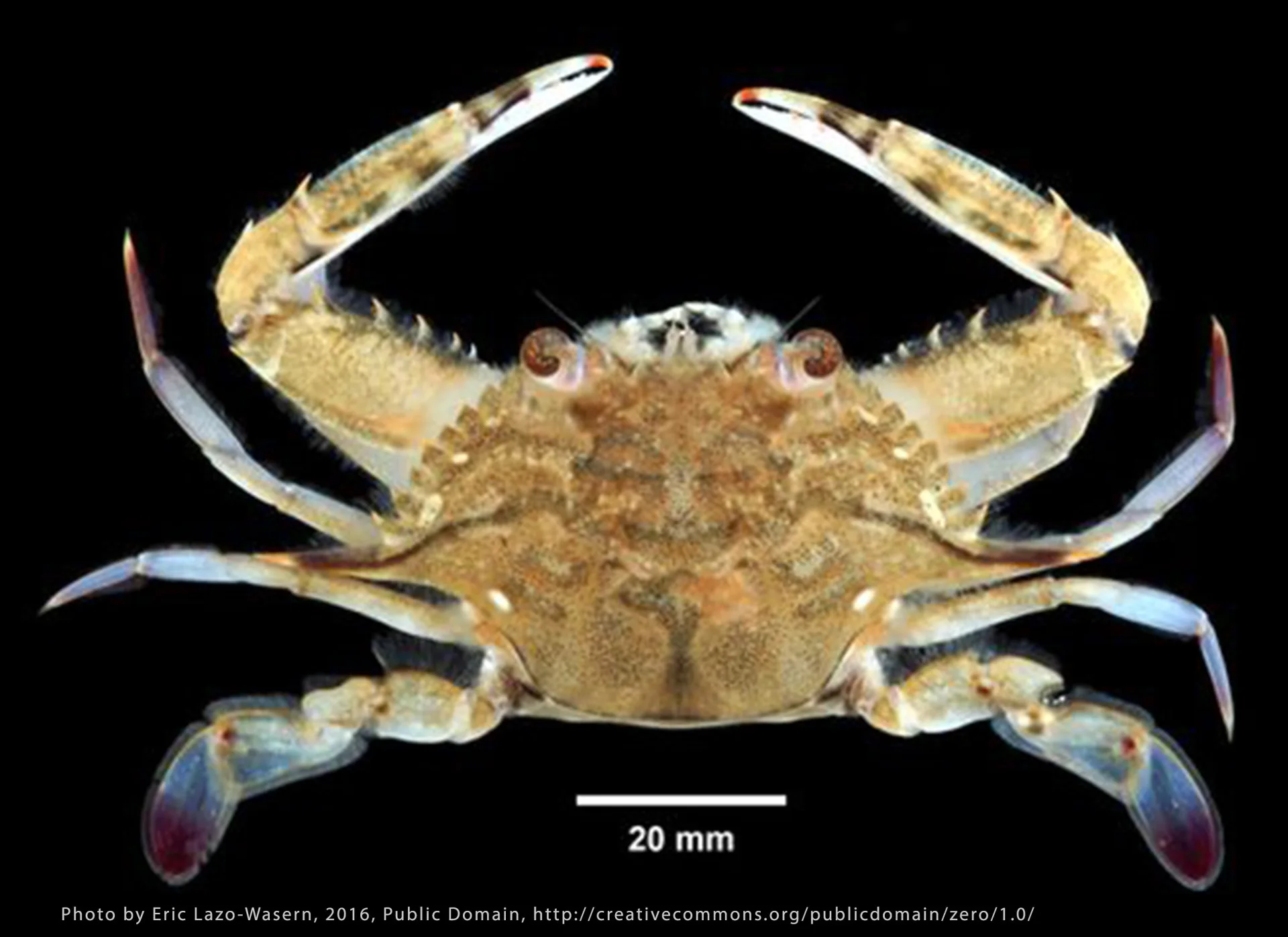 Iridescent Swimming Crab