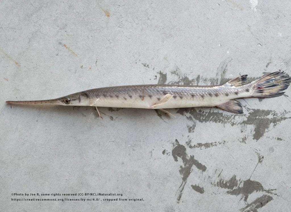Longnose Gar