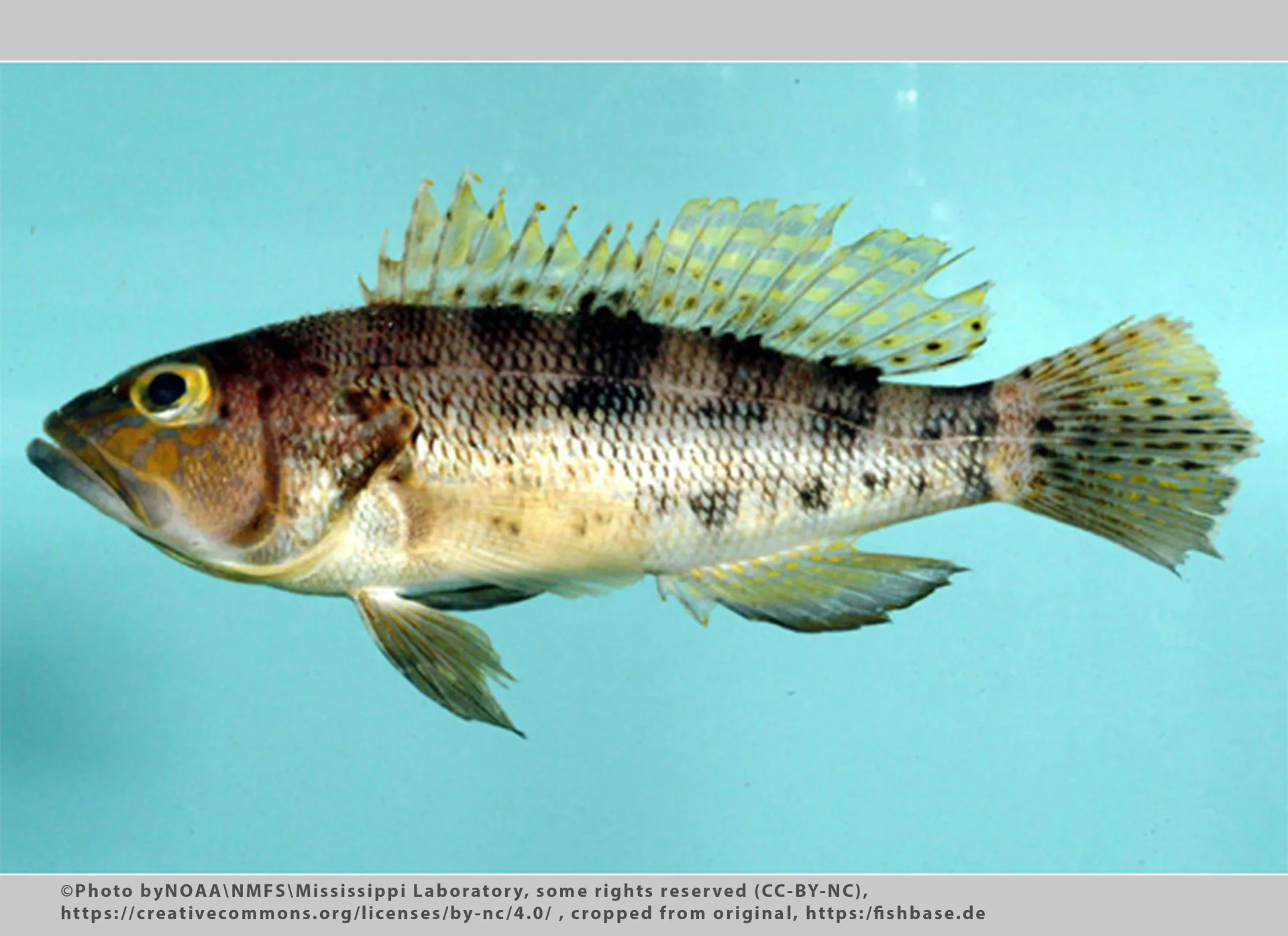 Bank Sea Bass