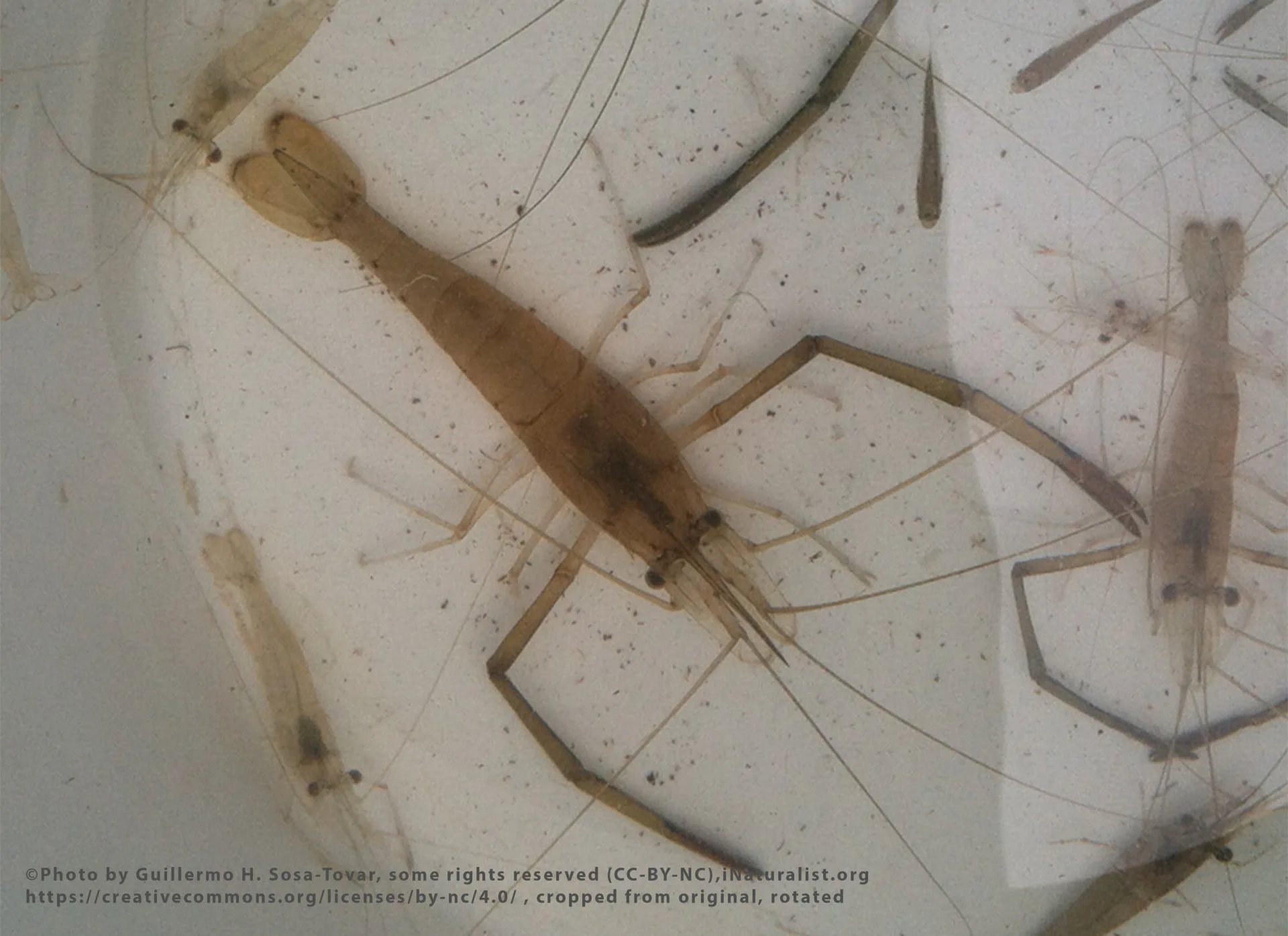 River Prawn