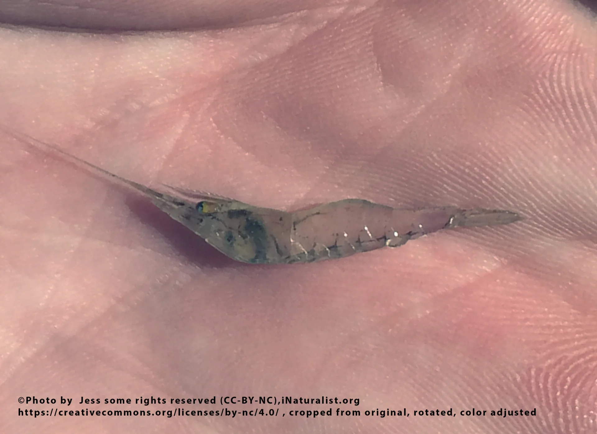 Grass Shrimp