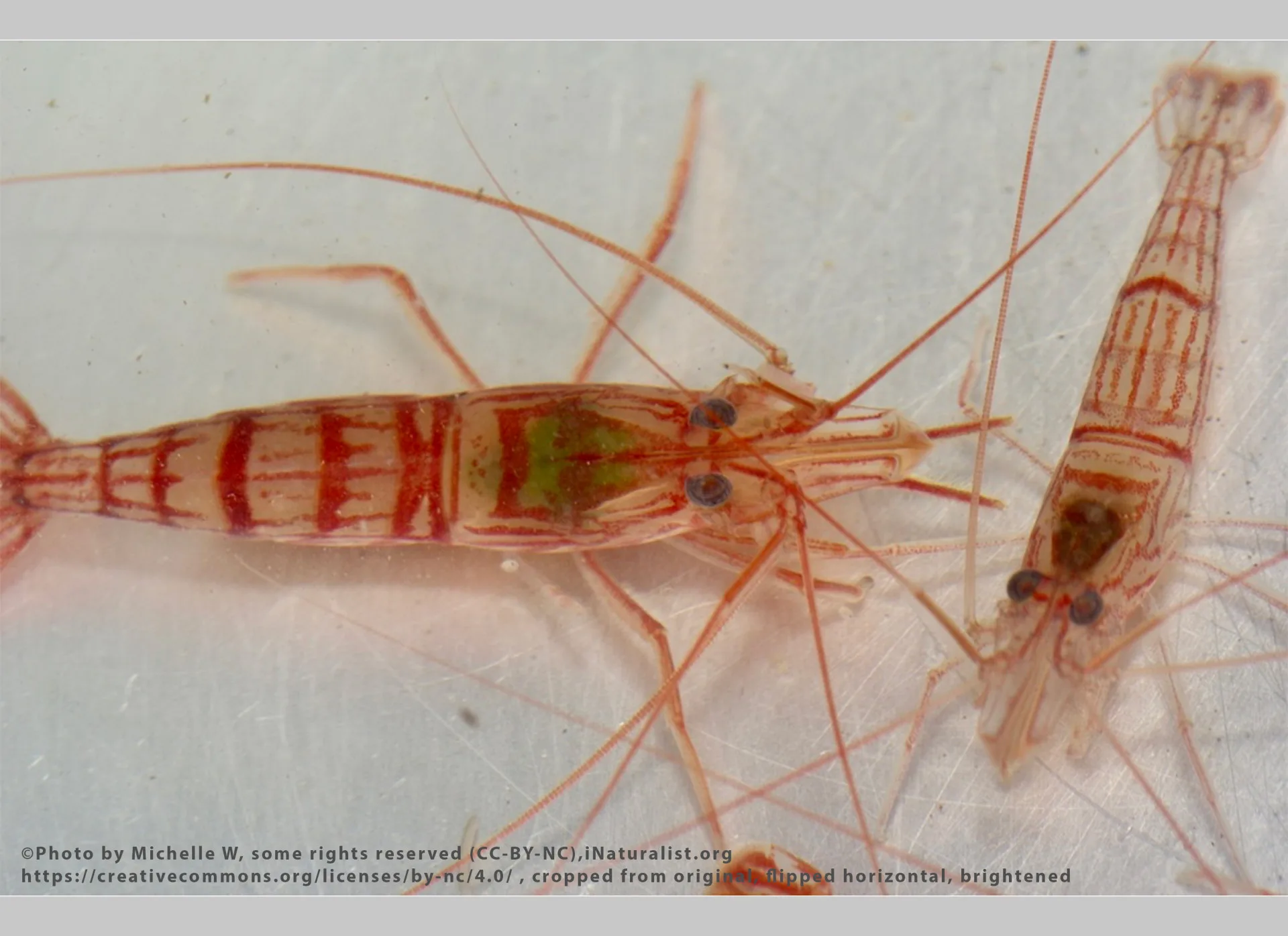 Peppermint Shrimp