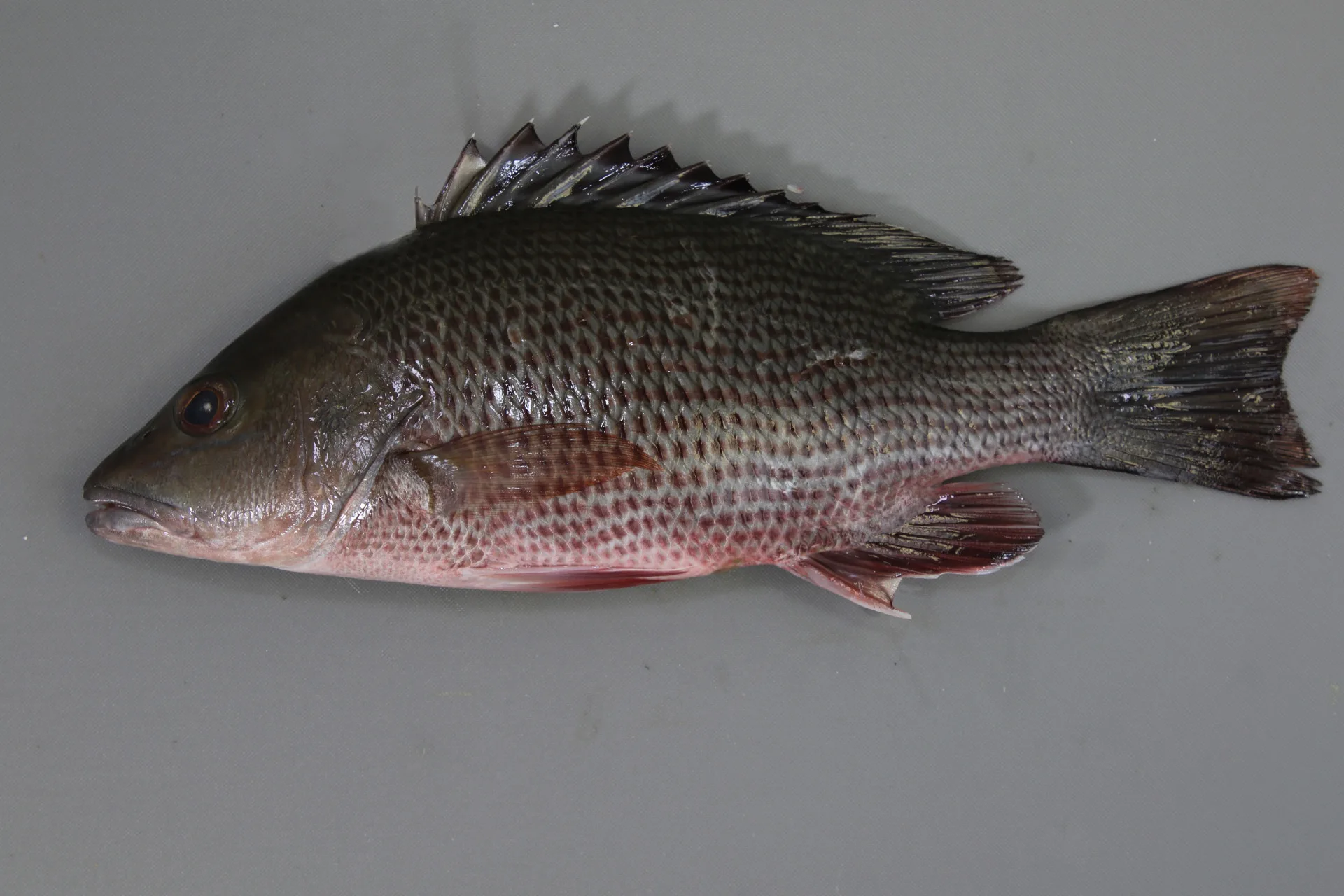 Gray Snapper