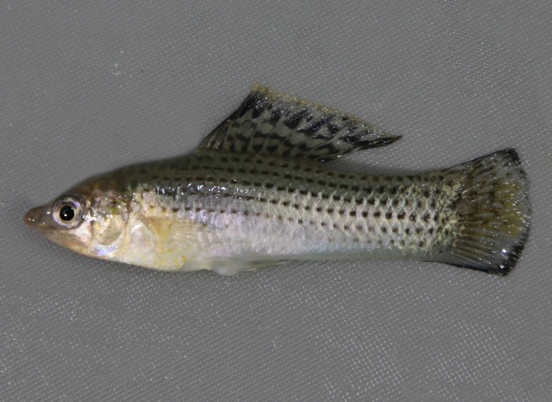 Sailfin Molly
