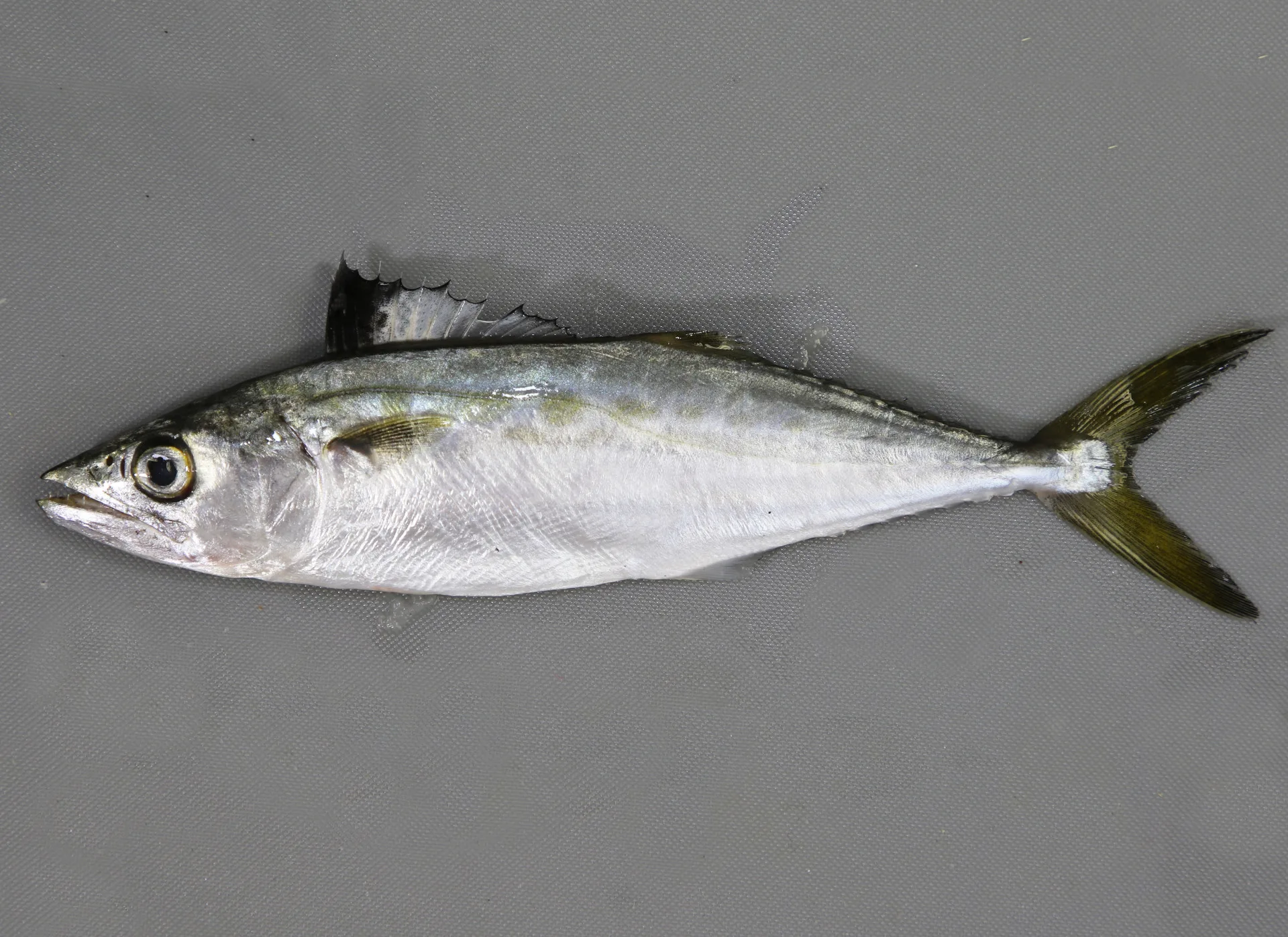 Spanish Mackerel