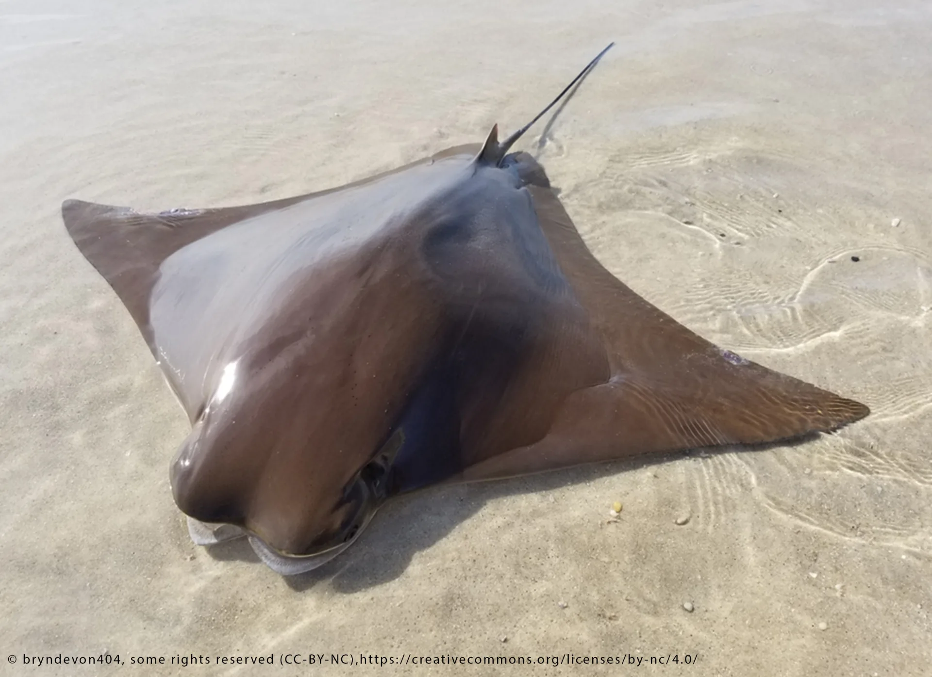 Cownose Ray