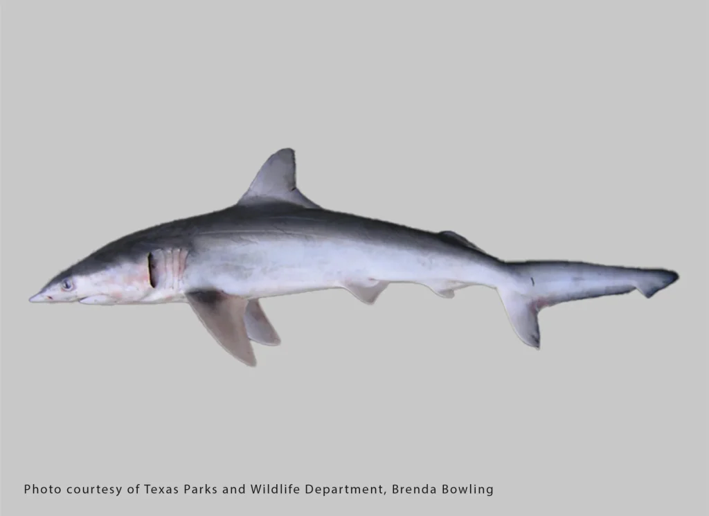 Finetooth Shark