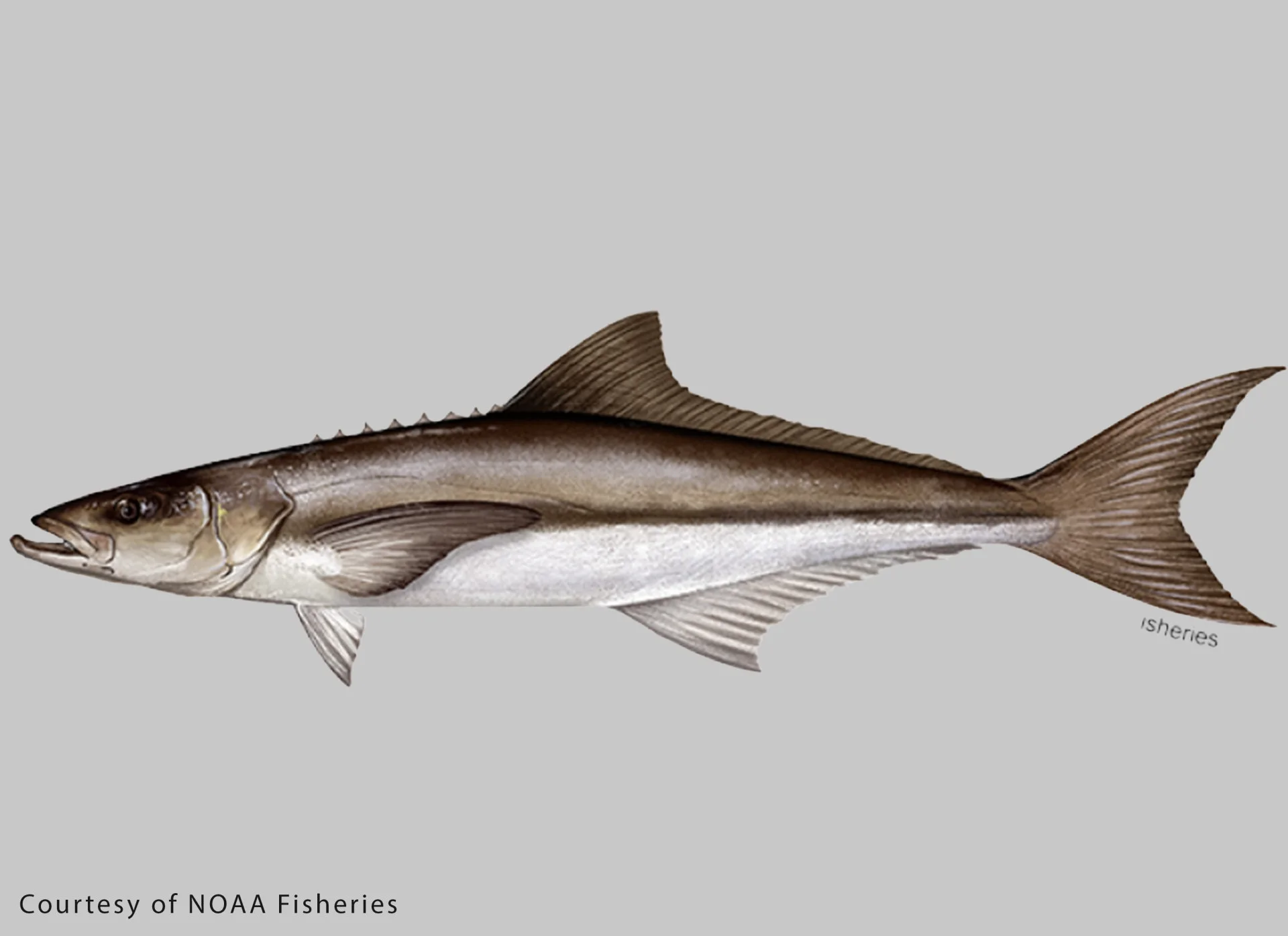 Cobia