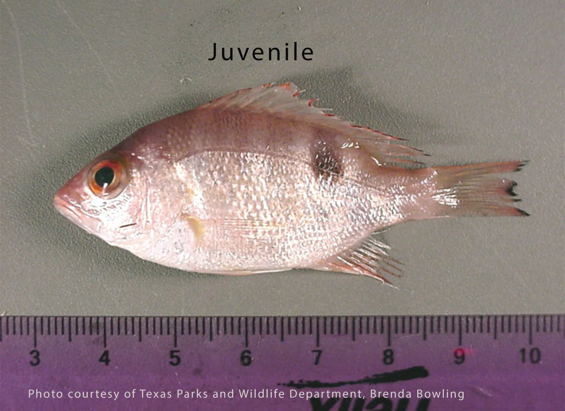 Red Snapper