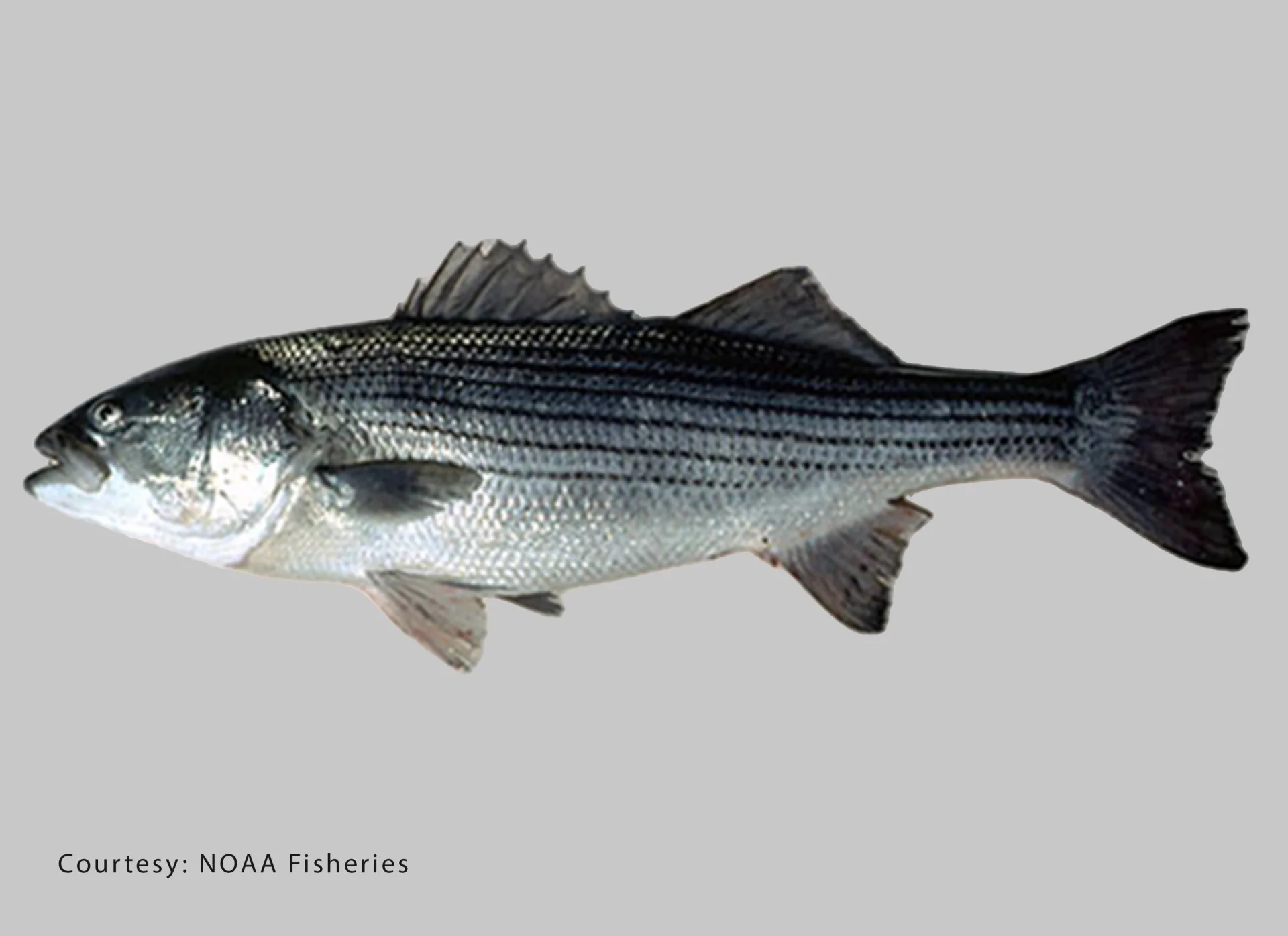 Striped Bass