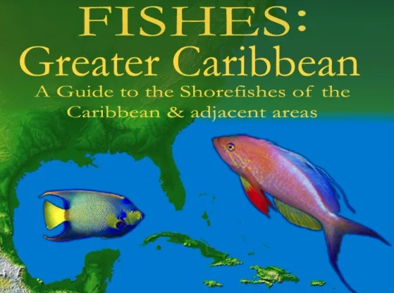 Smith Tropical Reef fish Web