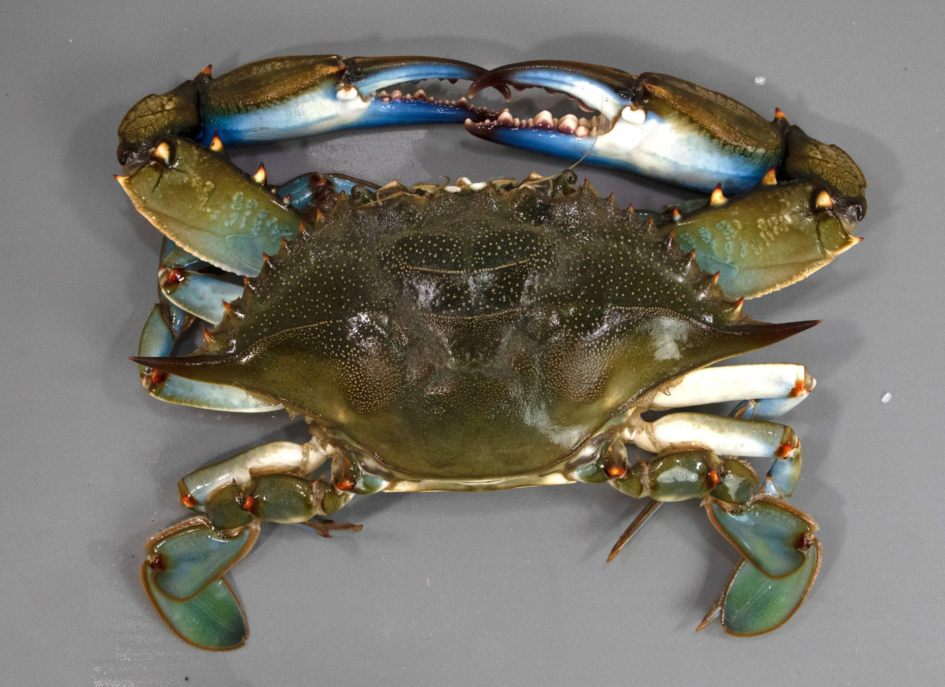 024_CrabBlue_FP