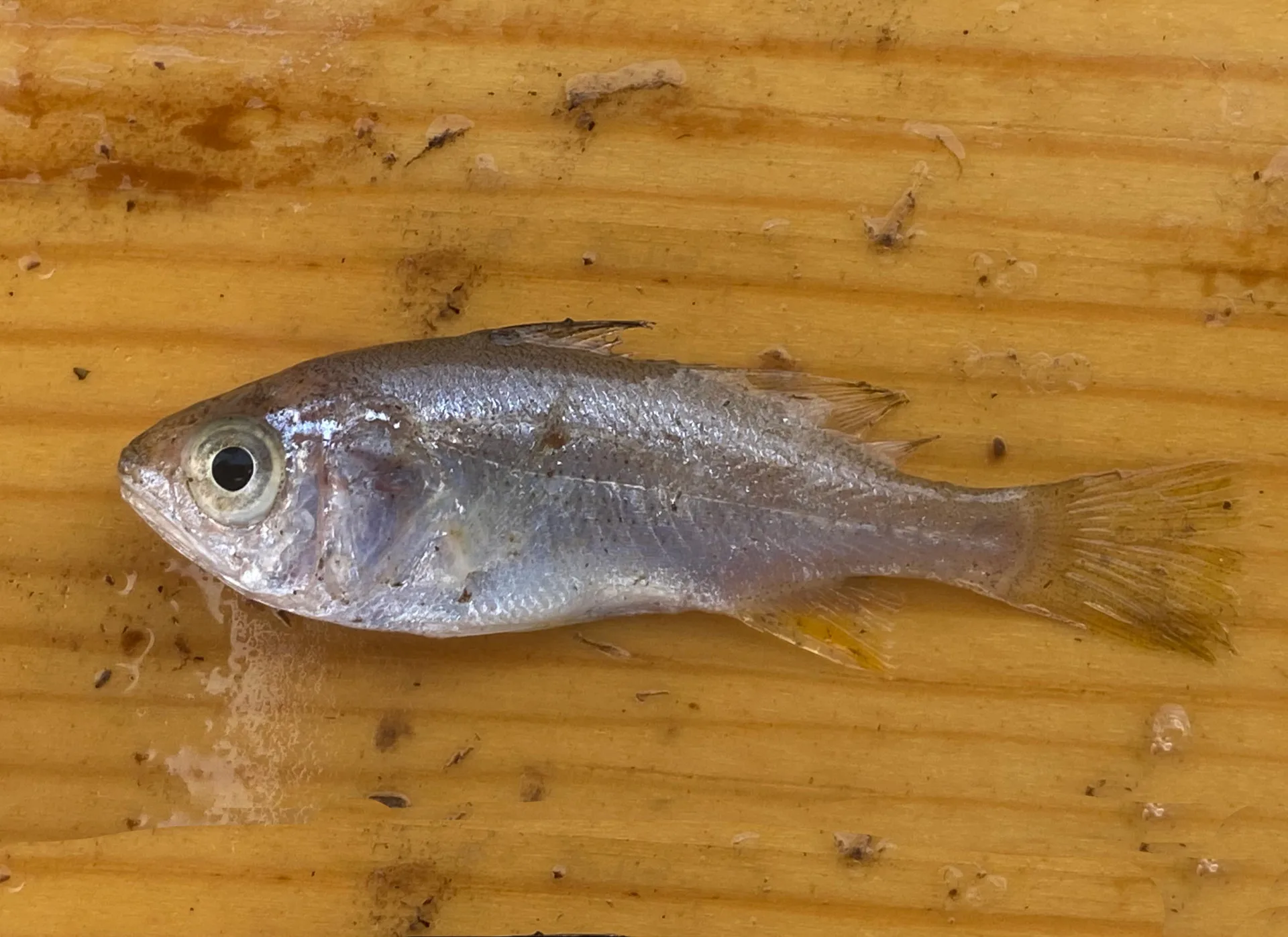035_PerchSilver_Juv_FP