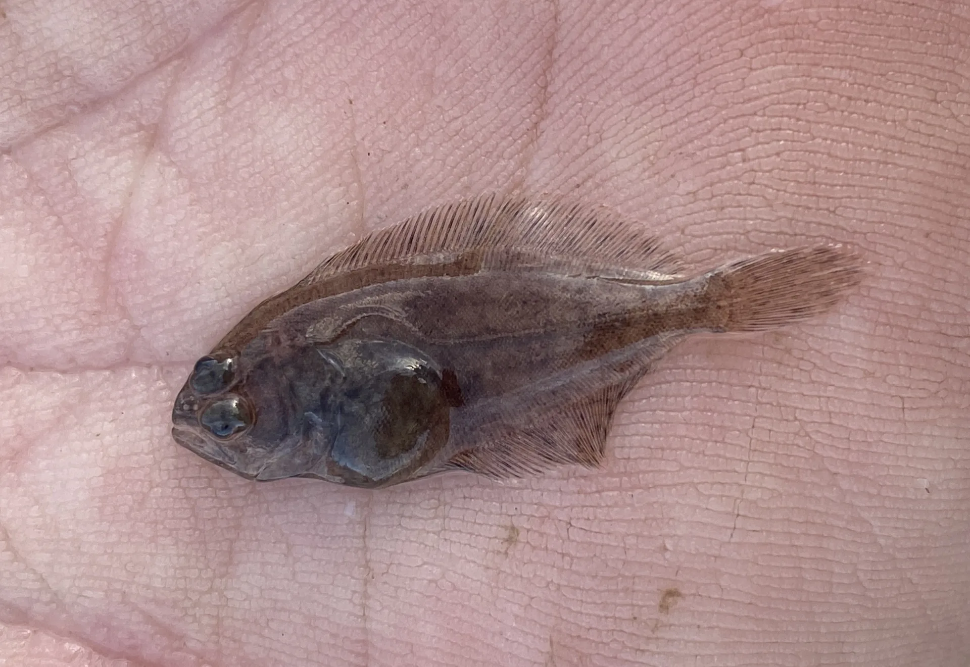 047_FlounderSouthern_Juv_FP