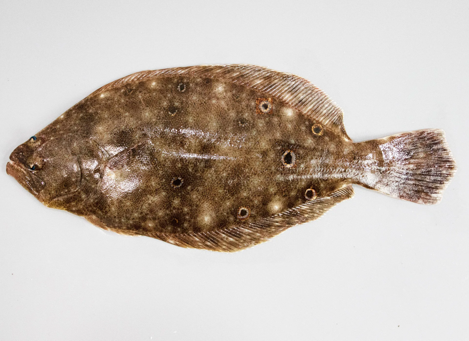 Summer Flounder
