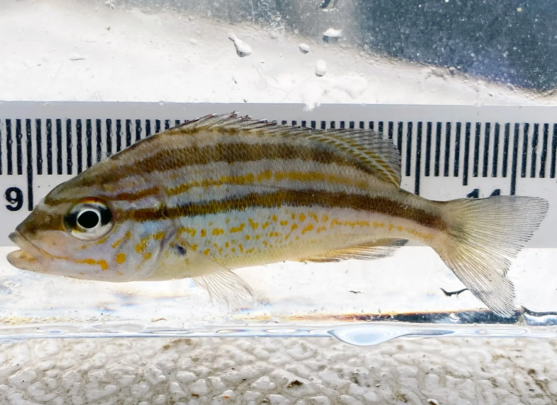 061_Pigfish_Juv_FP