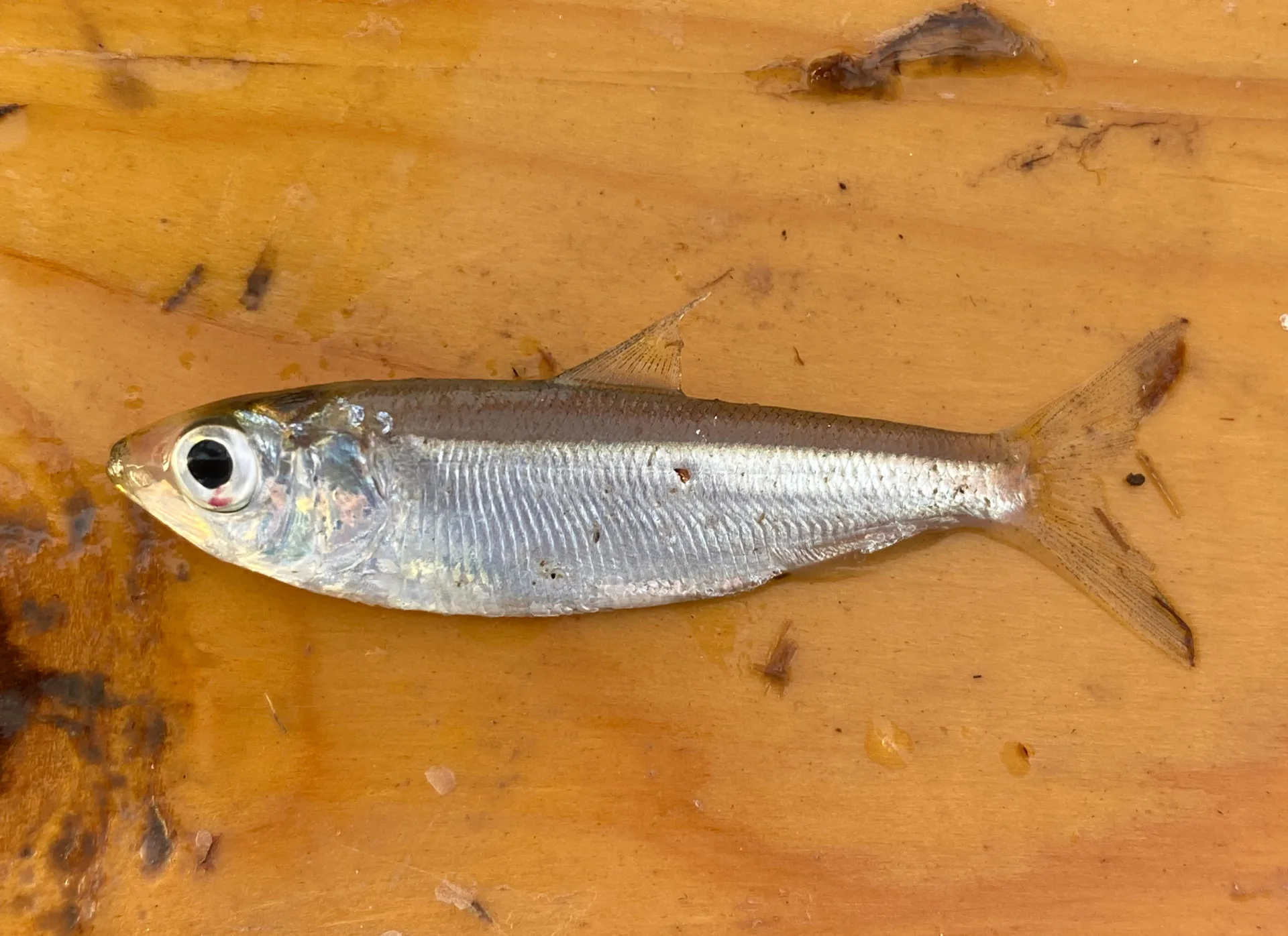 American Shad