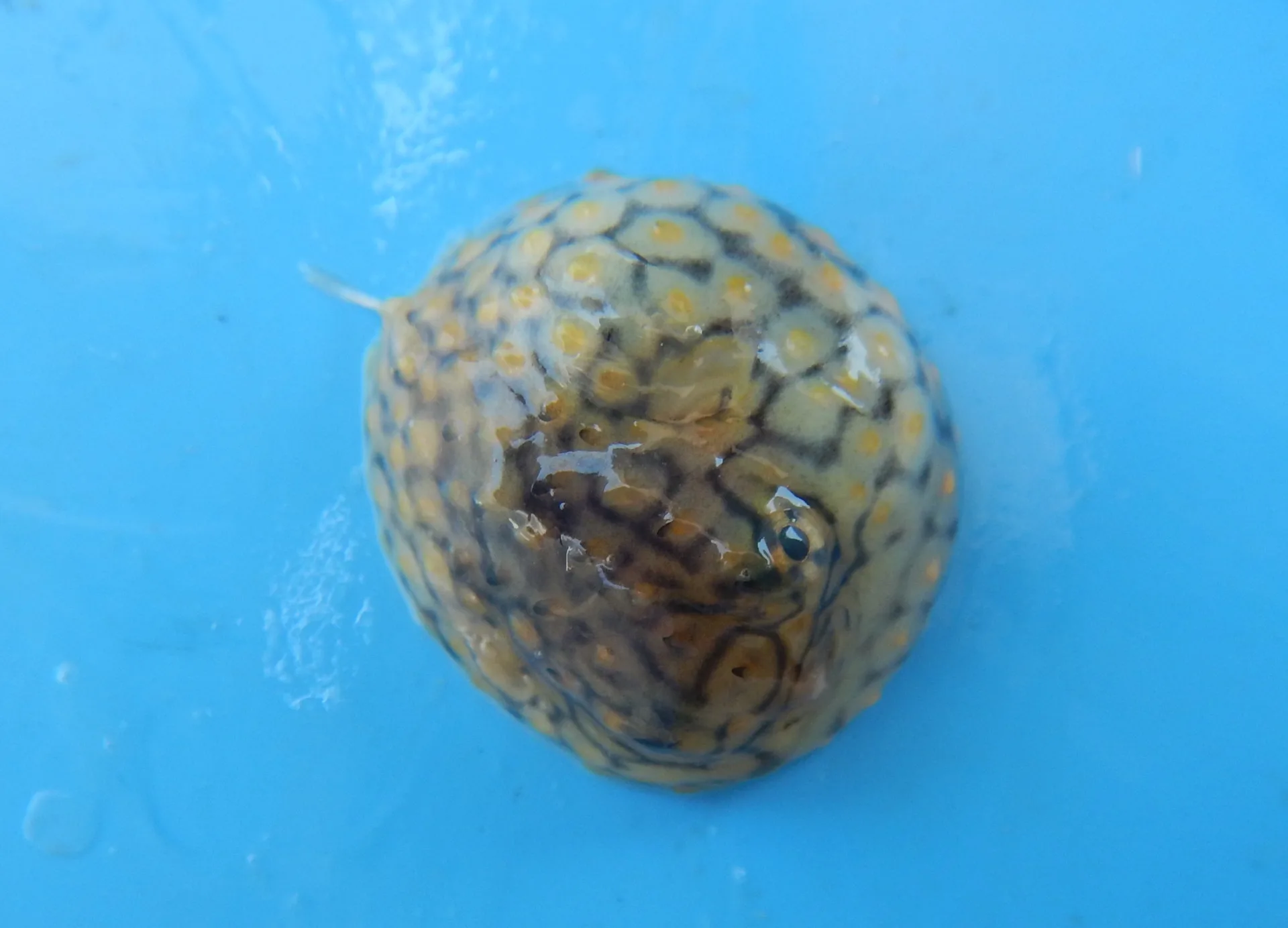 091_BurrfishStriped_Juv1