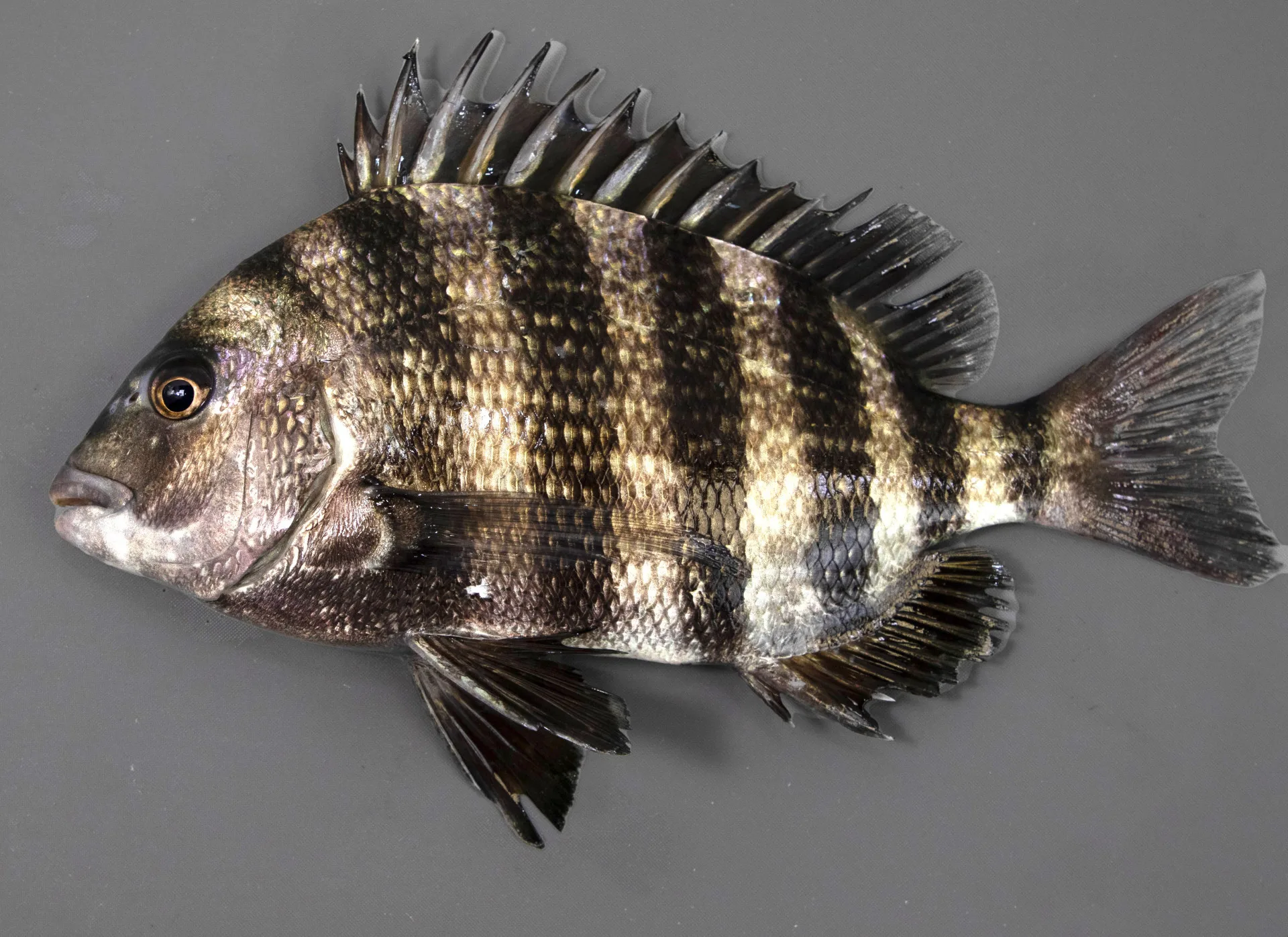 Sheepshead