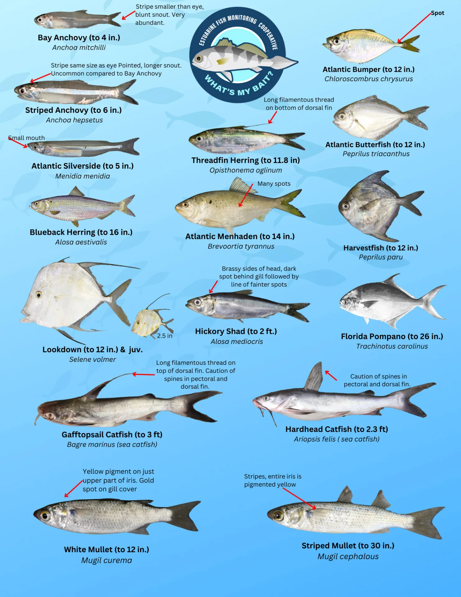 Seine Guide