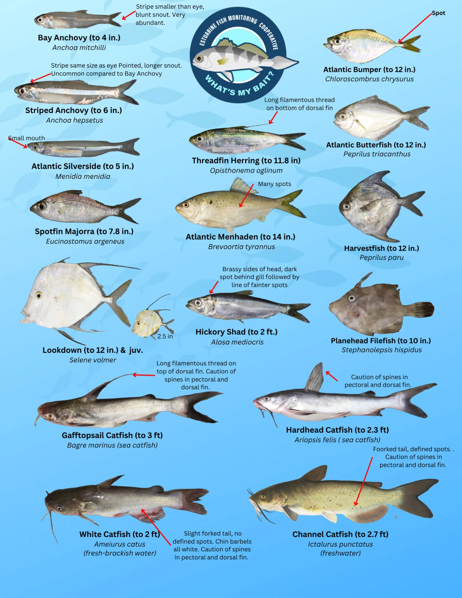 Trawl Guide